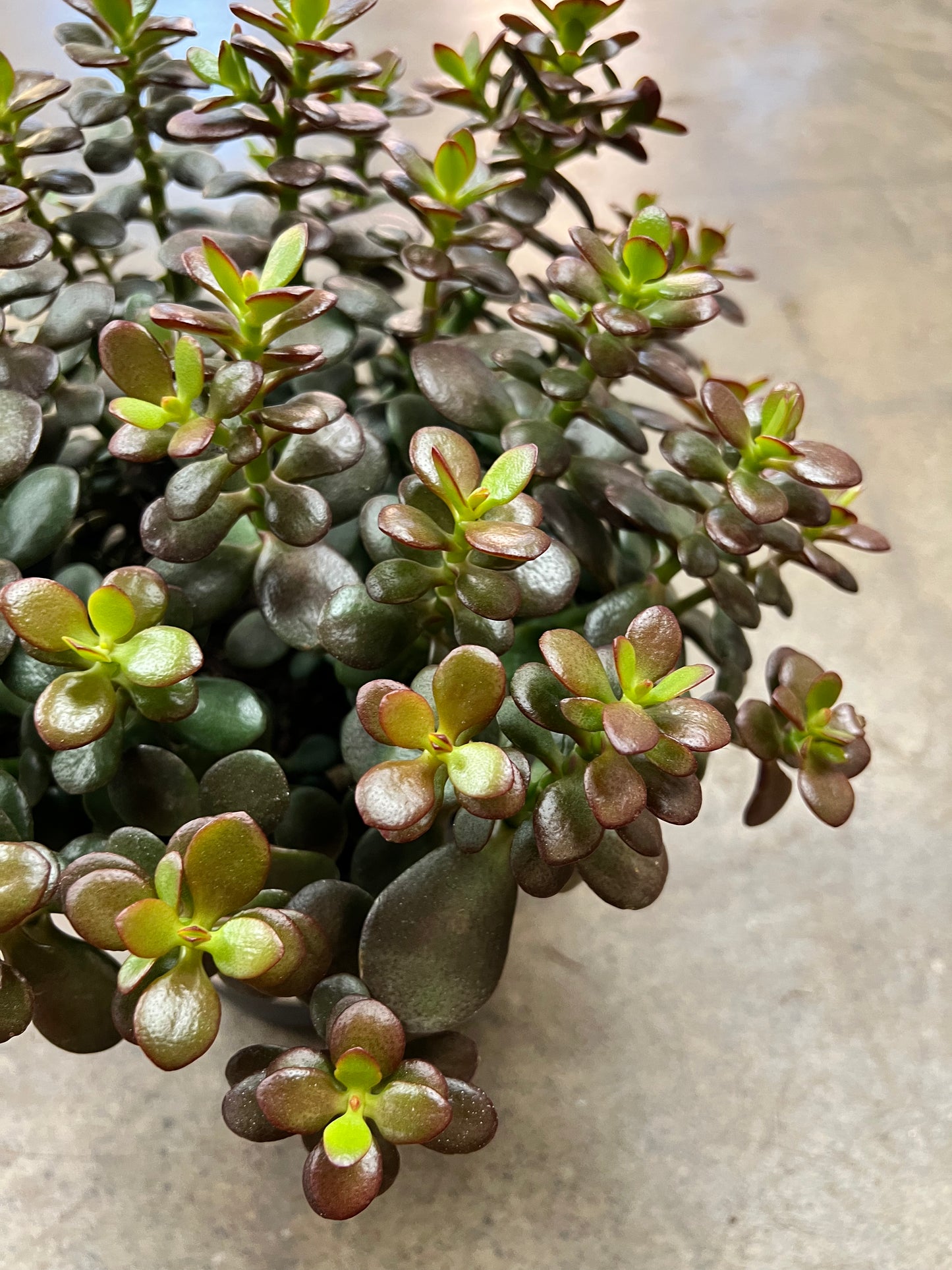 Crassula Ovata Minima