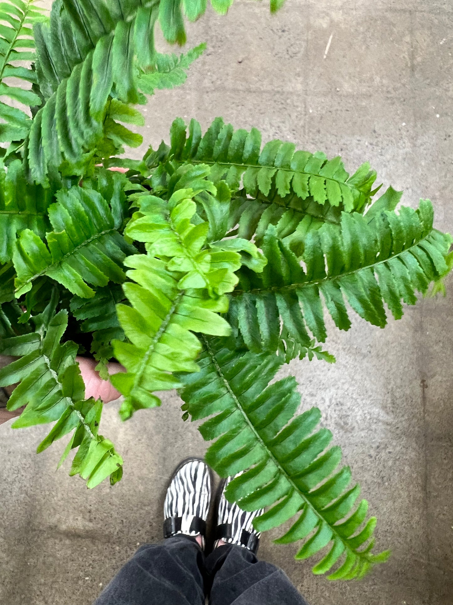 Fern Jester Crown