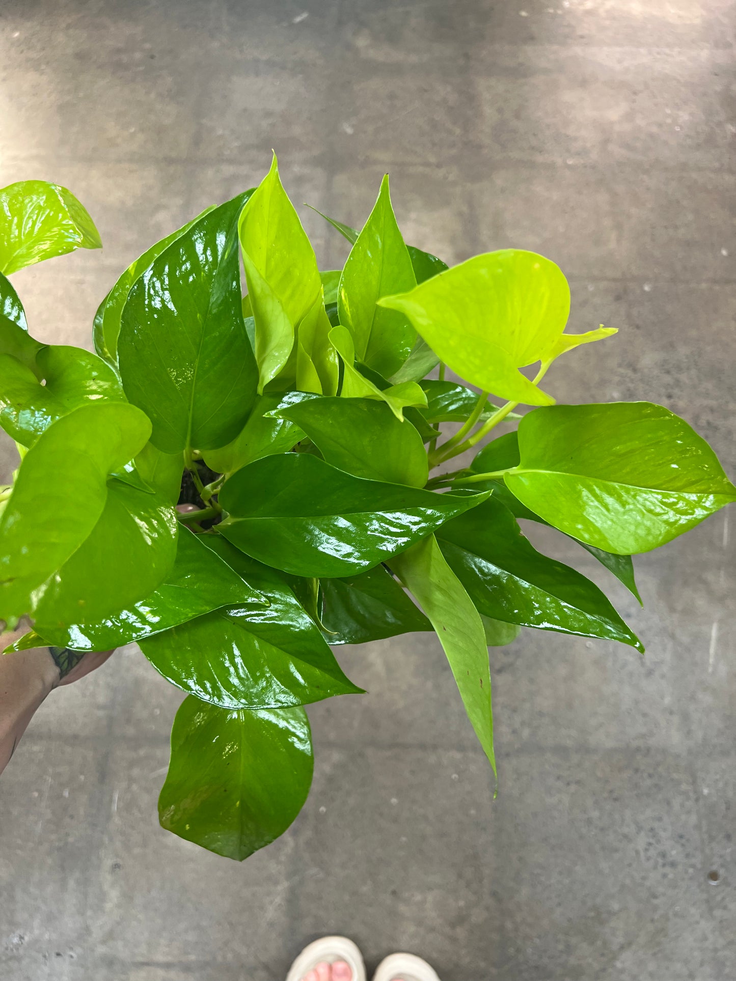 Pothos Néon