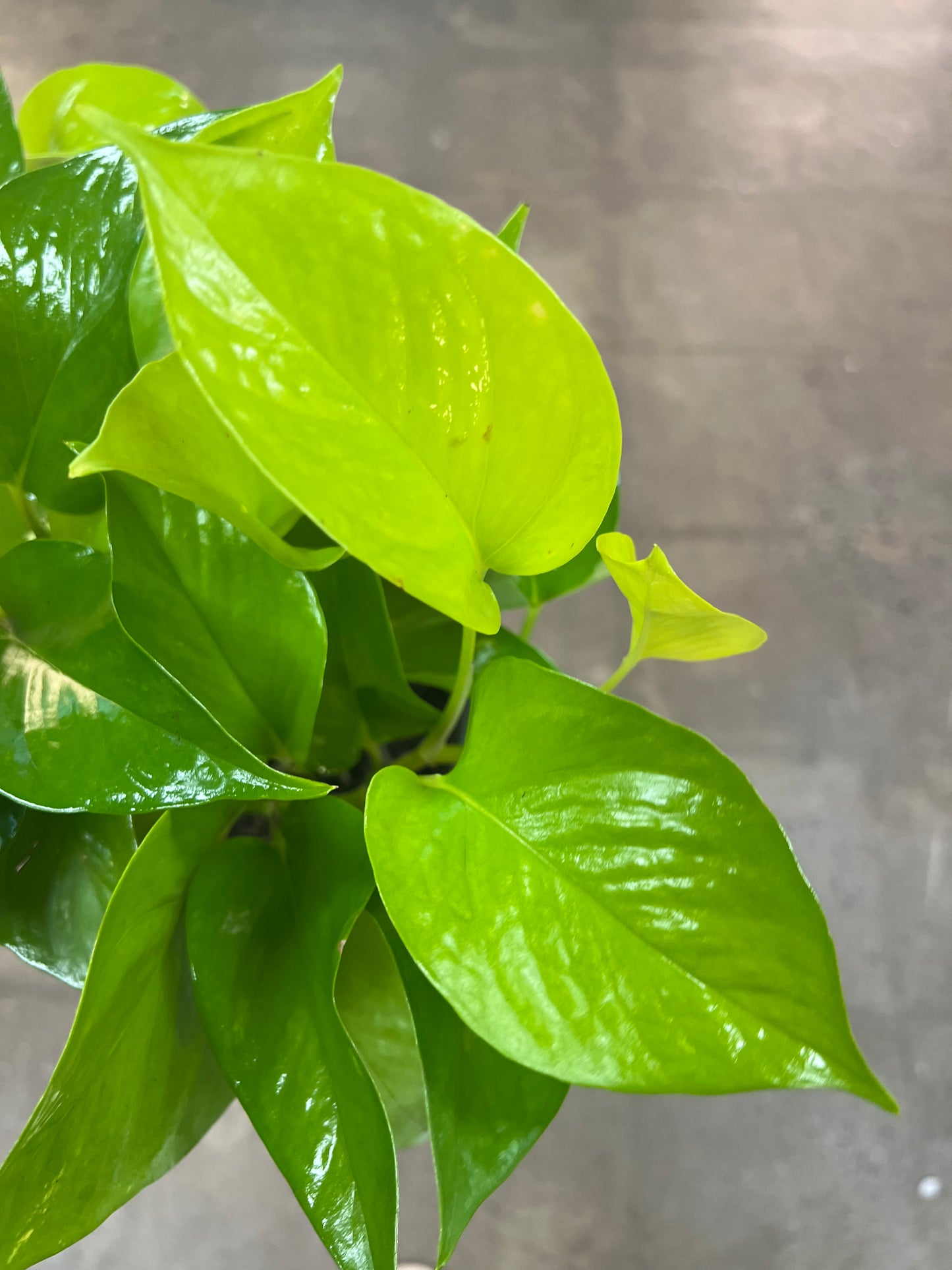 Pothos Néon