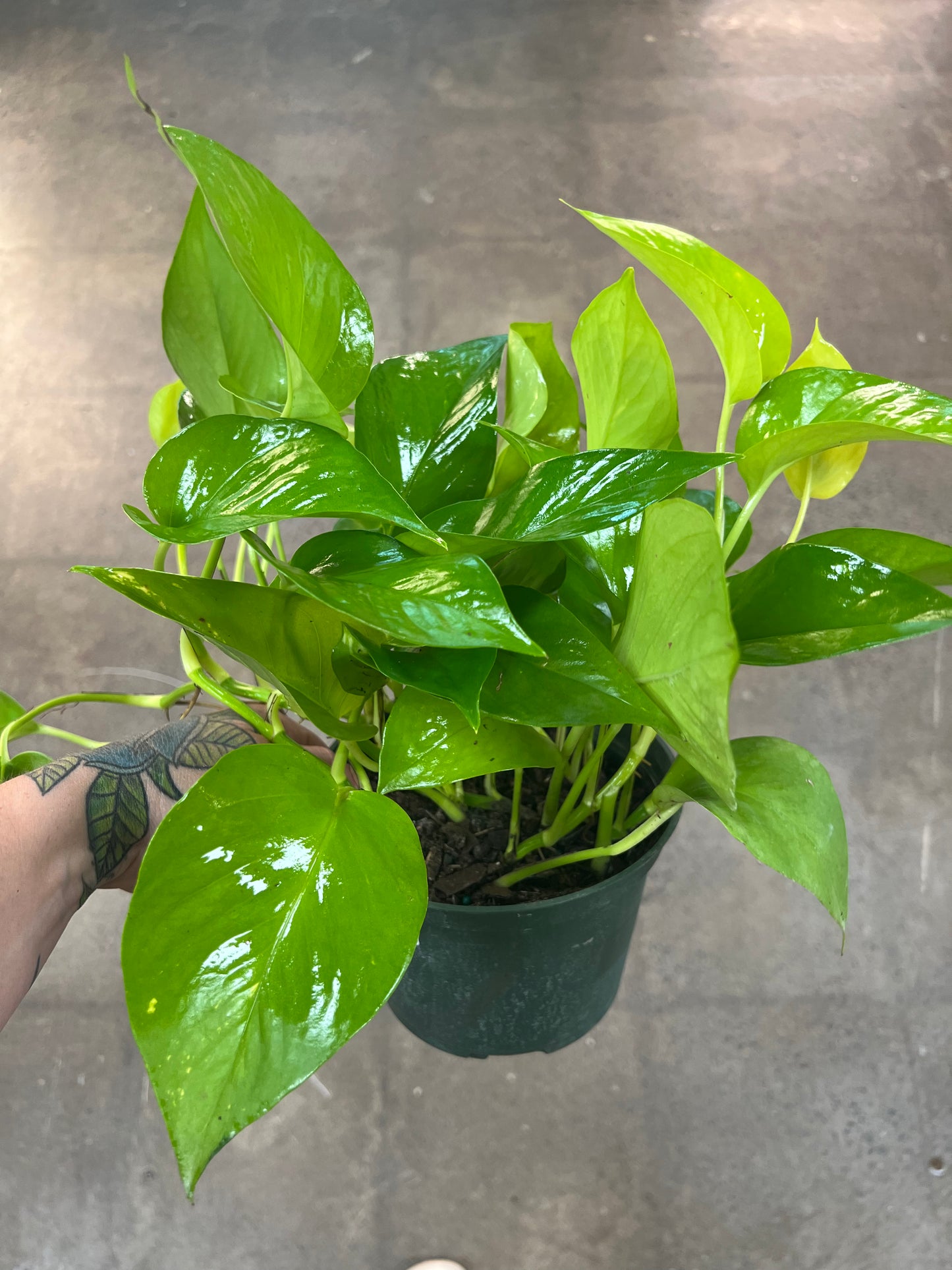 Pothos Néon