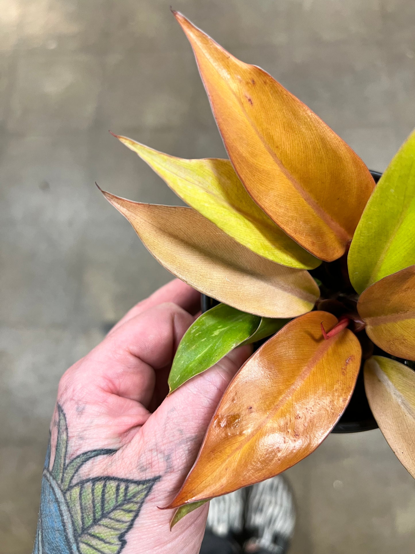 Philodendron Prince Of Orange