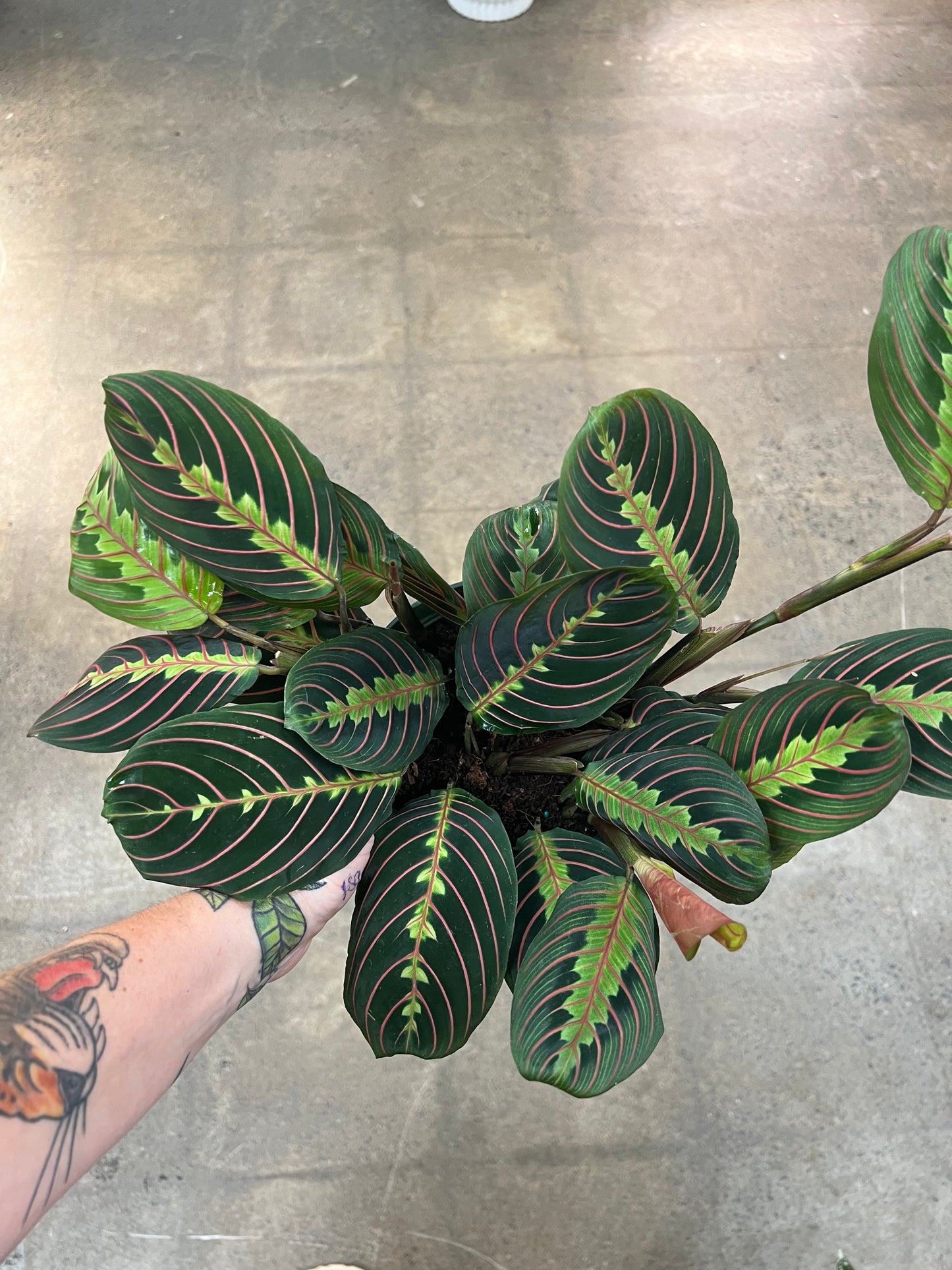Maranta Rouge