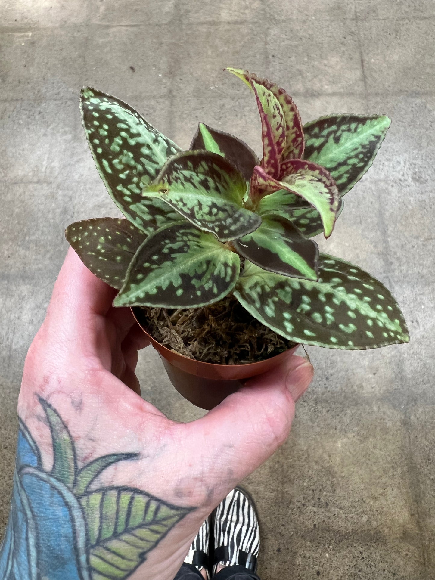 Sonerila Cantonensis Vietnam