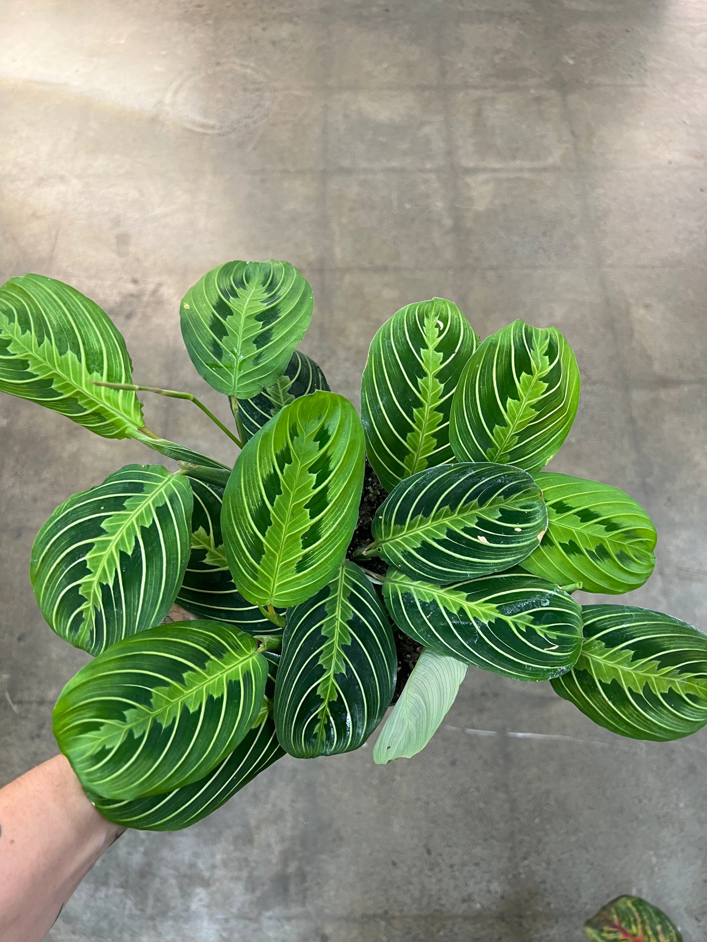 Maranta Lime
