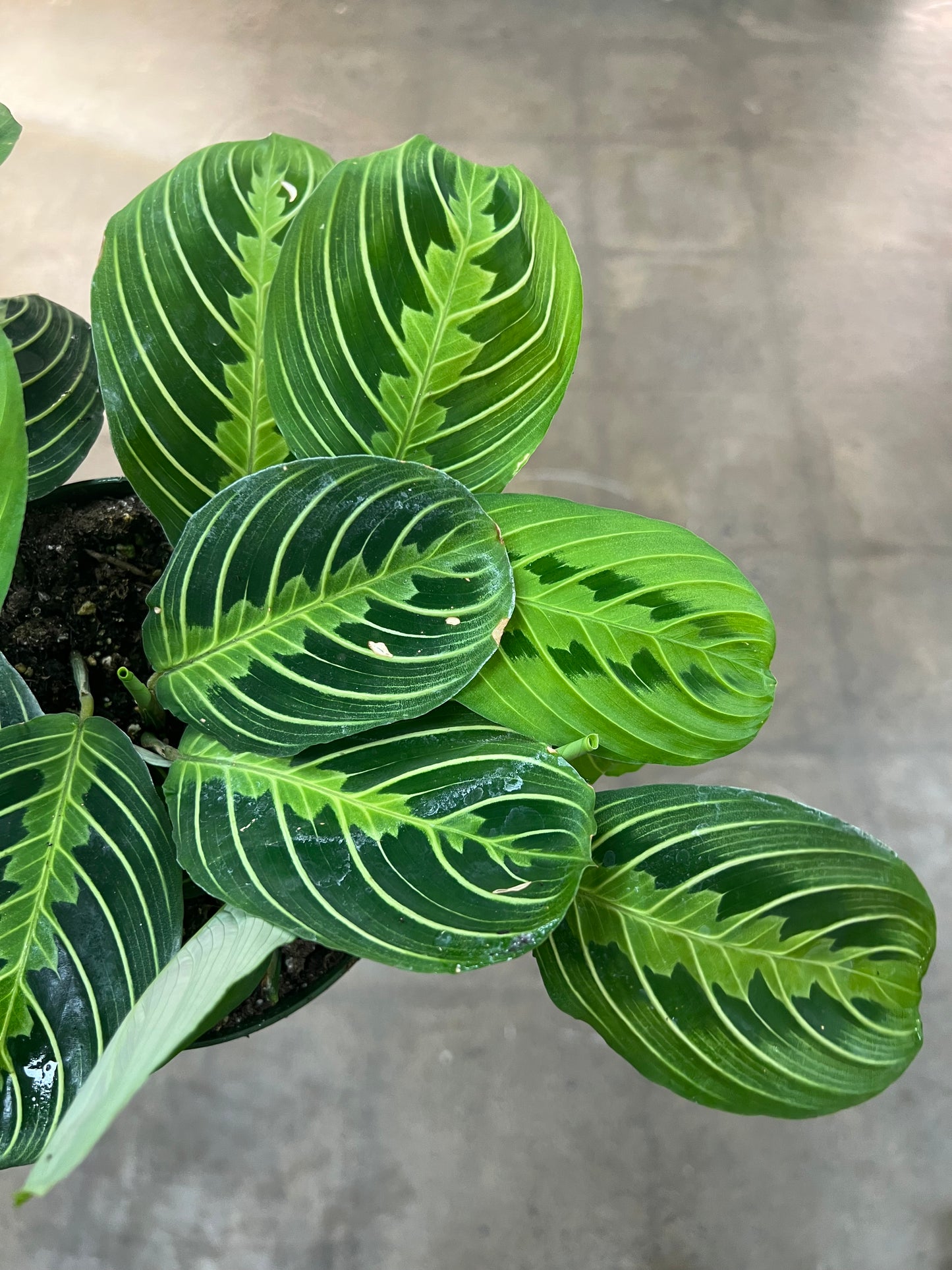 Maranta Lime