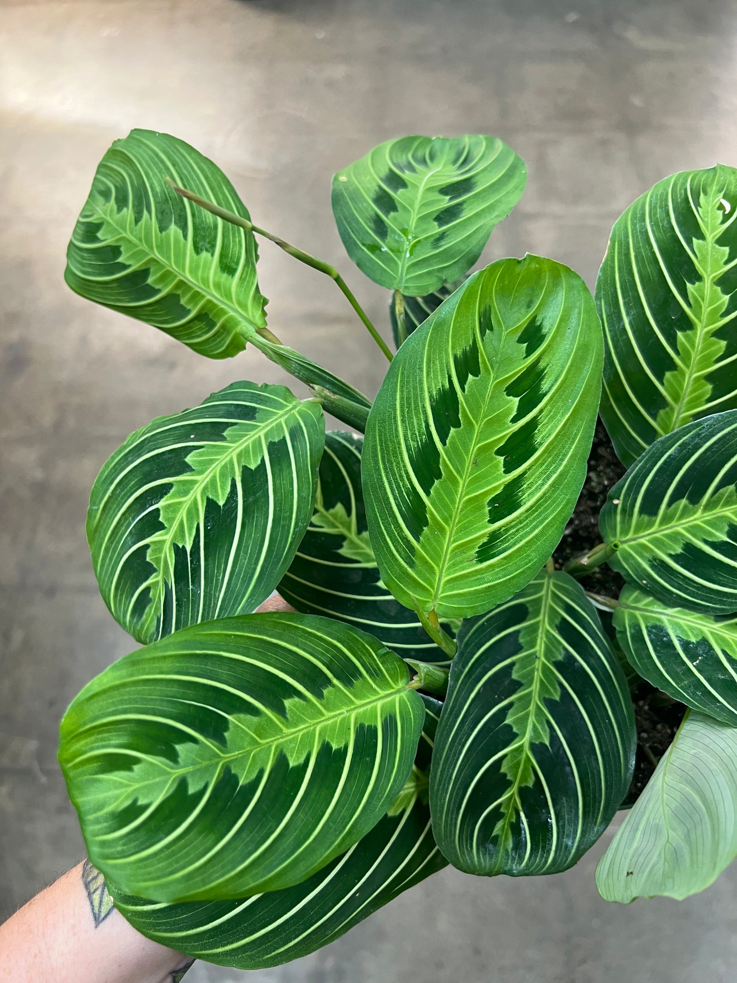 Maranta Lime