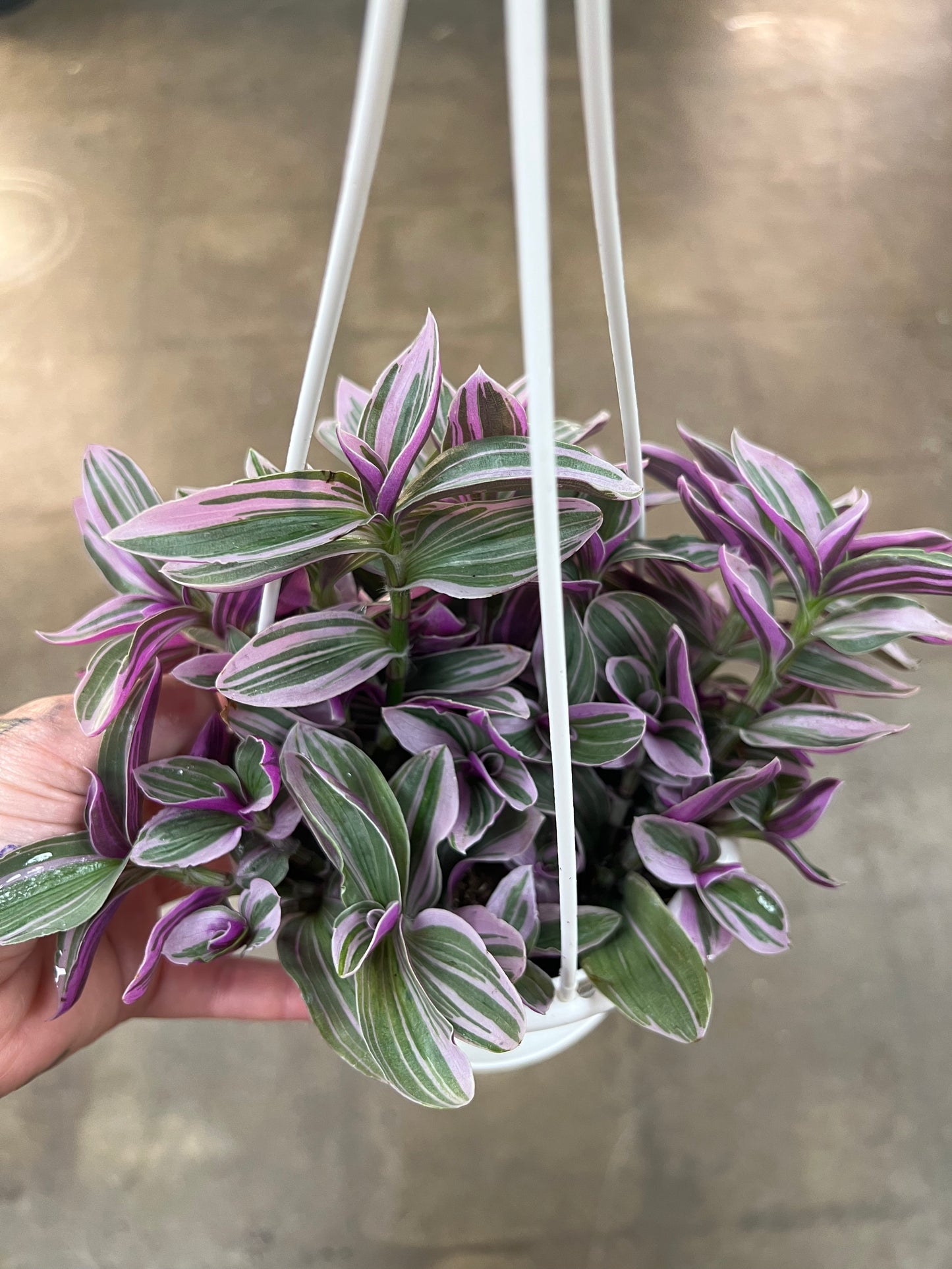 Tradescantia Fluminensis Lavender