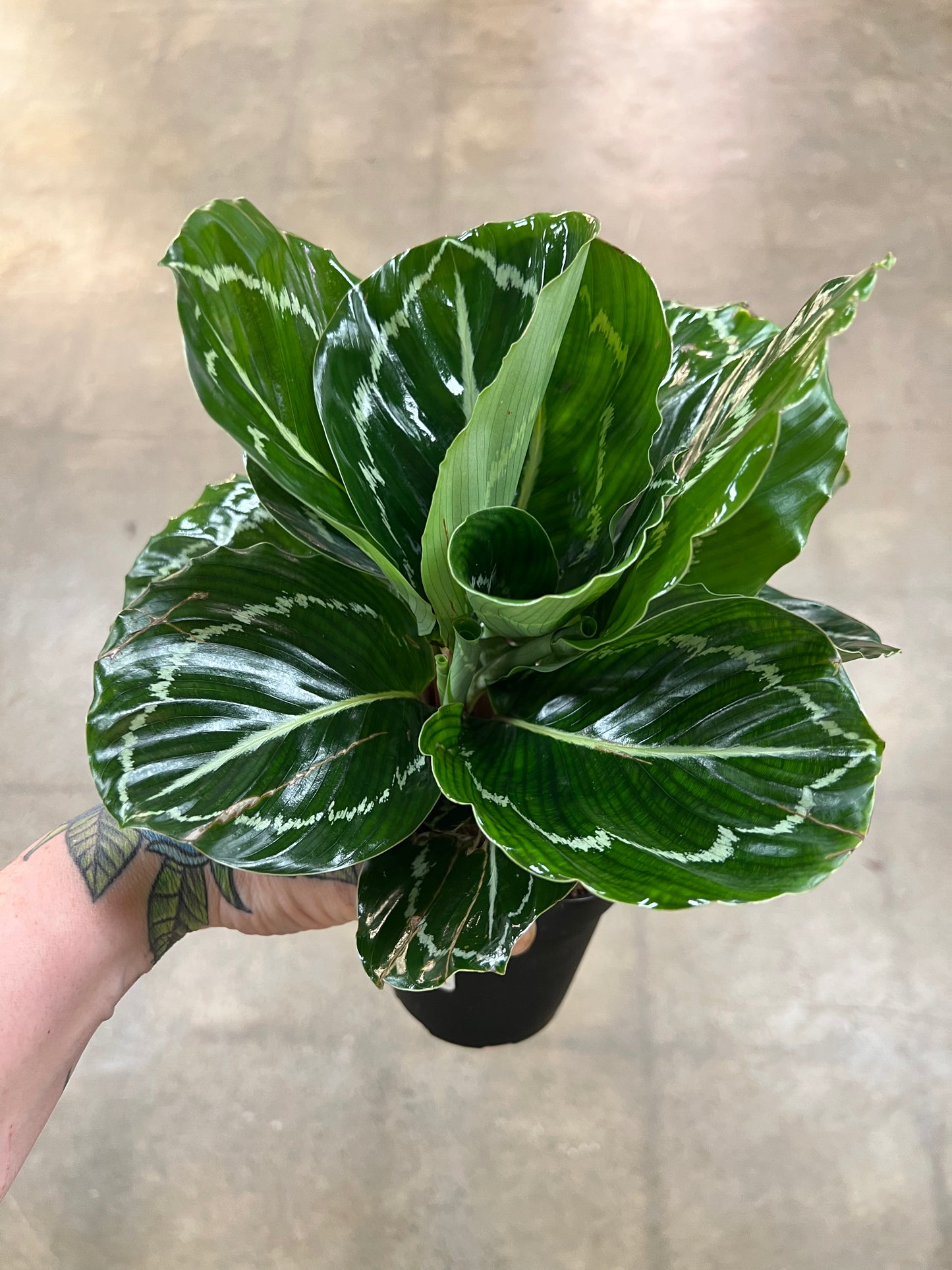 Calathea Green Beauty