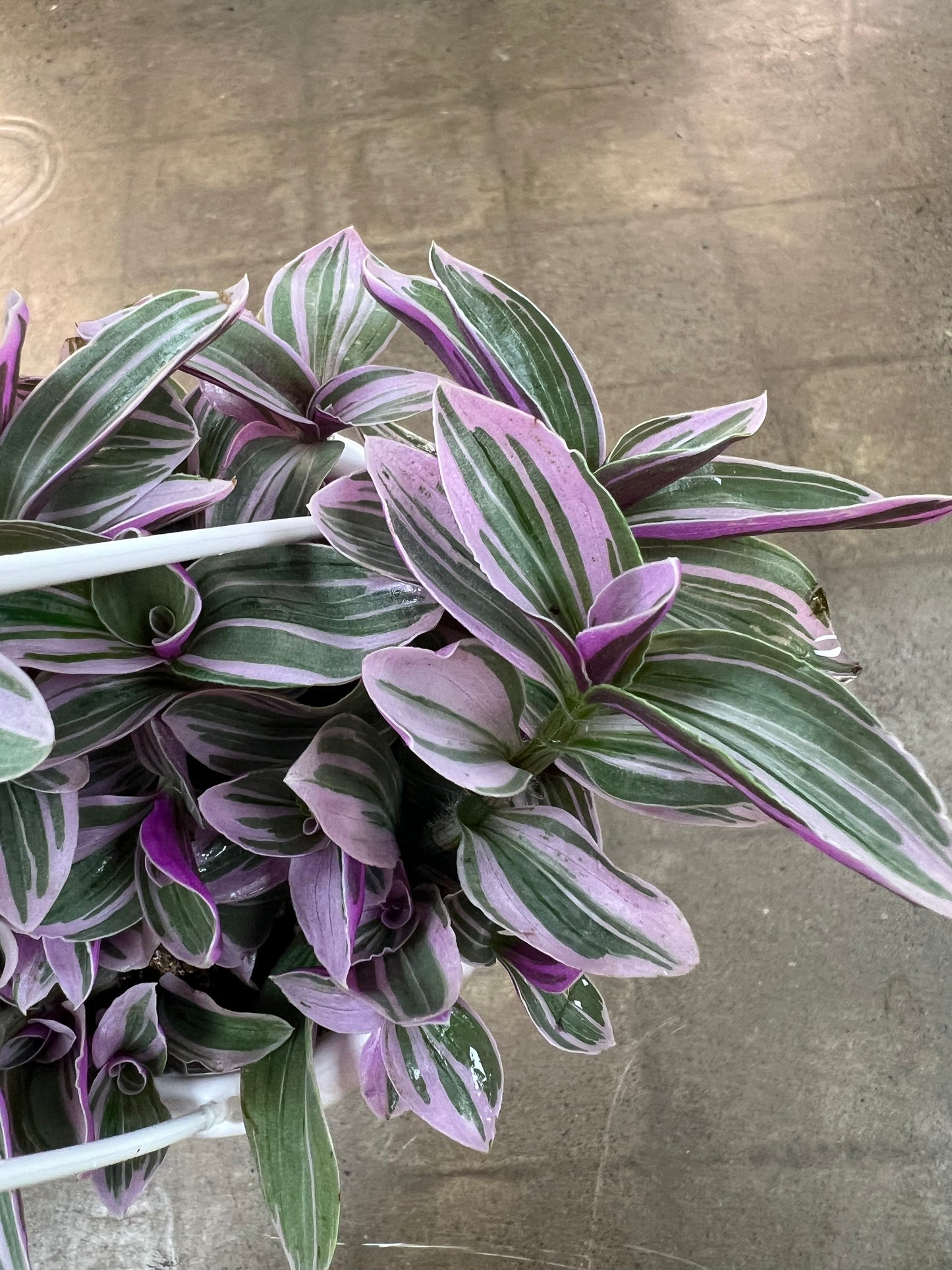Tradescantia Fluminensis Lavender