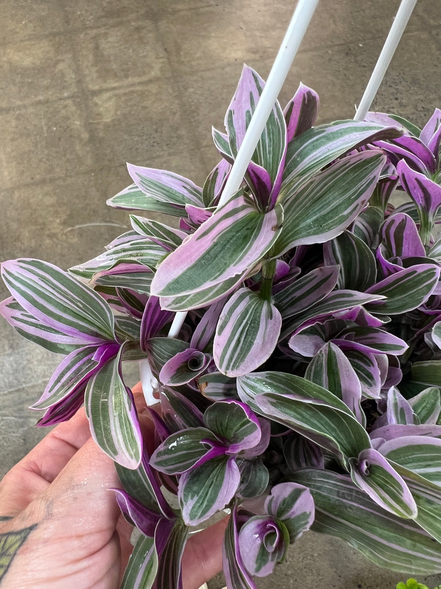Tradescantia Fluminensis Lavender
