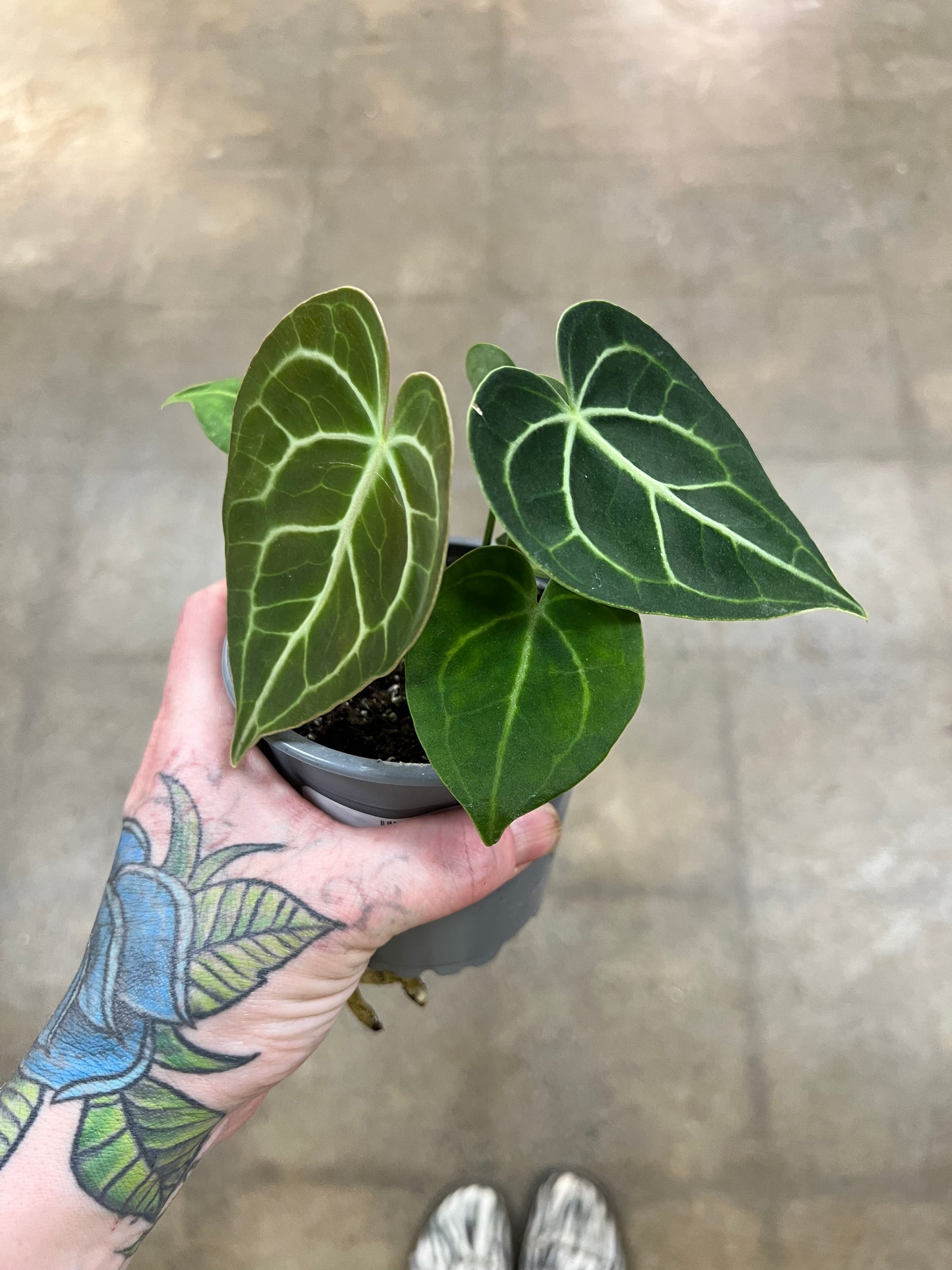 Anthurium Clarinervium