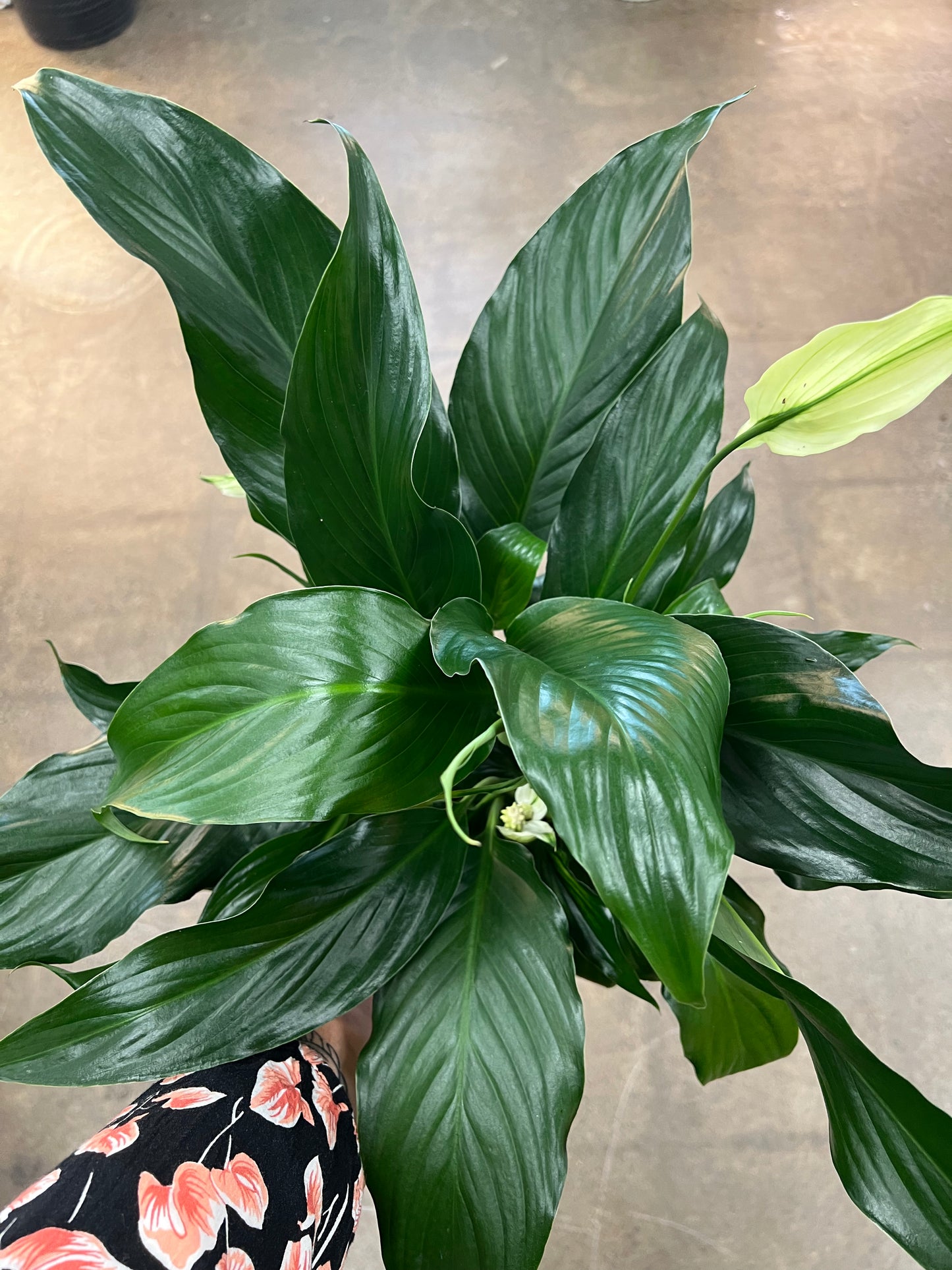 Spathiphyllum / Lis de Paix