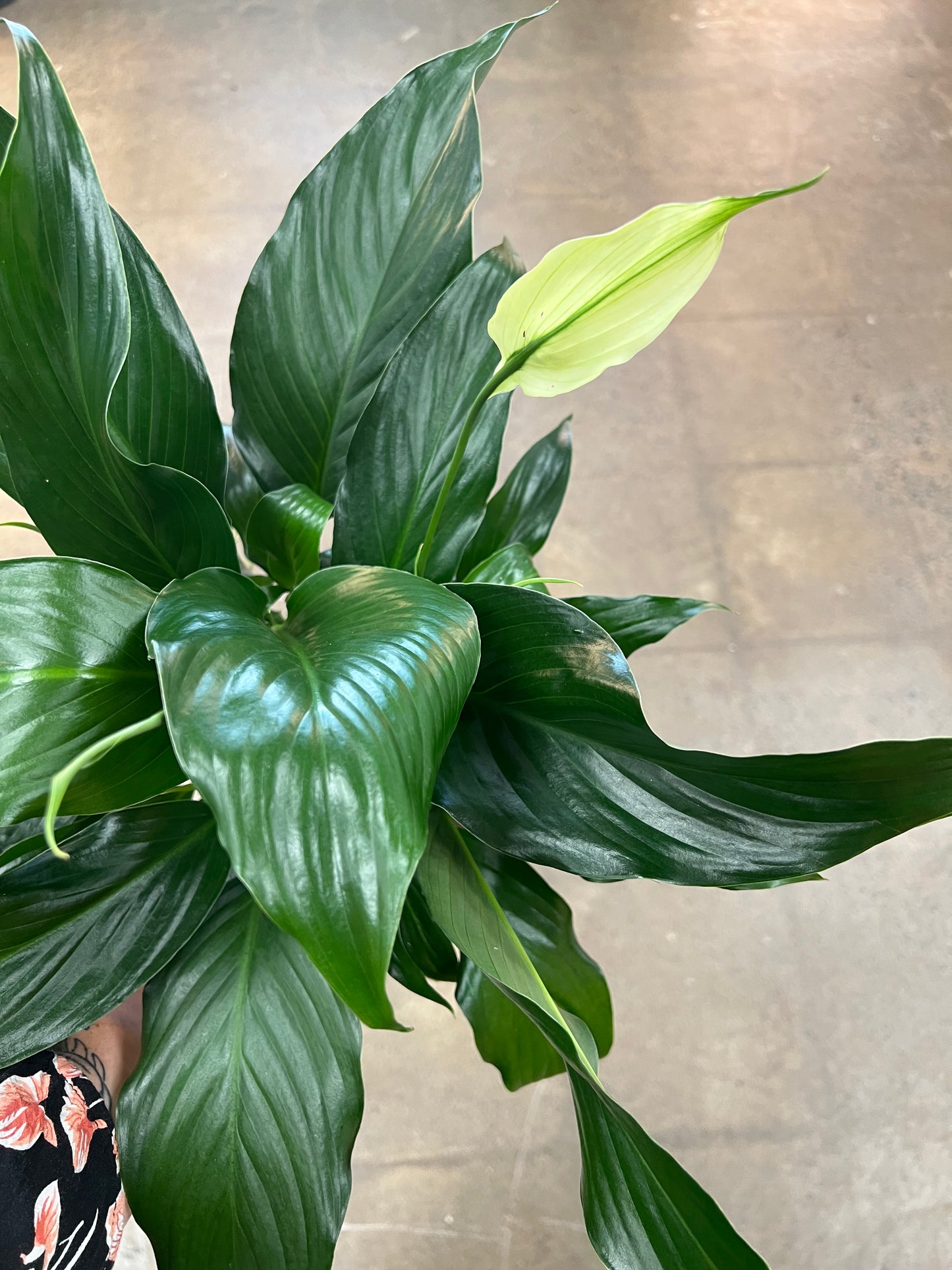 Spathiphyllum / Lis de Paix