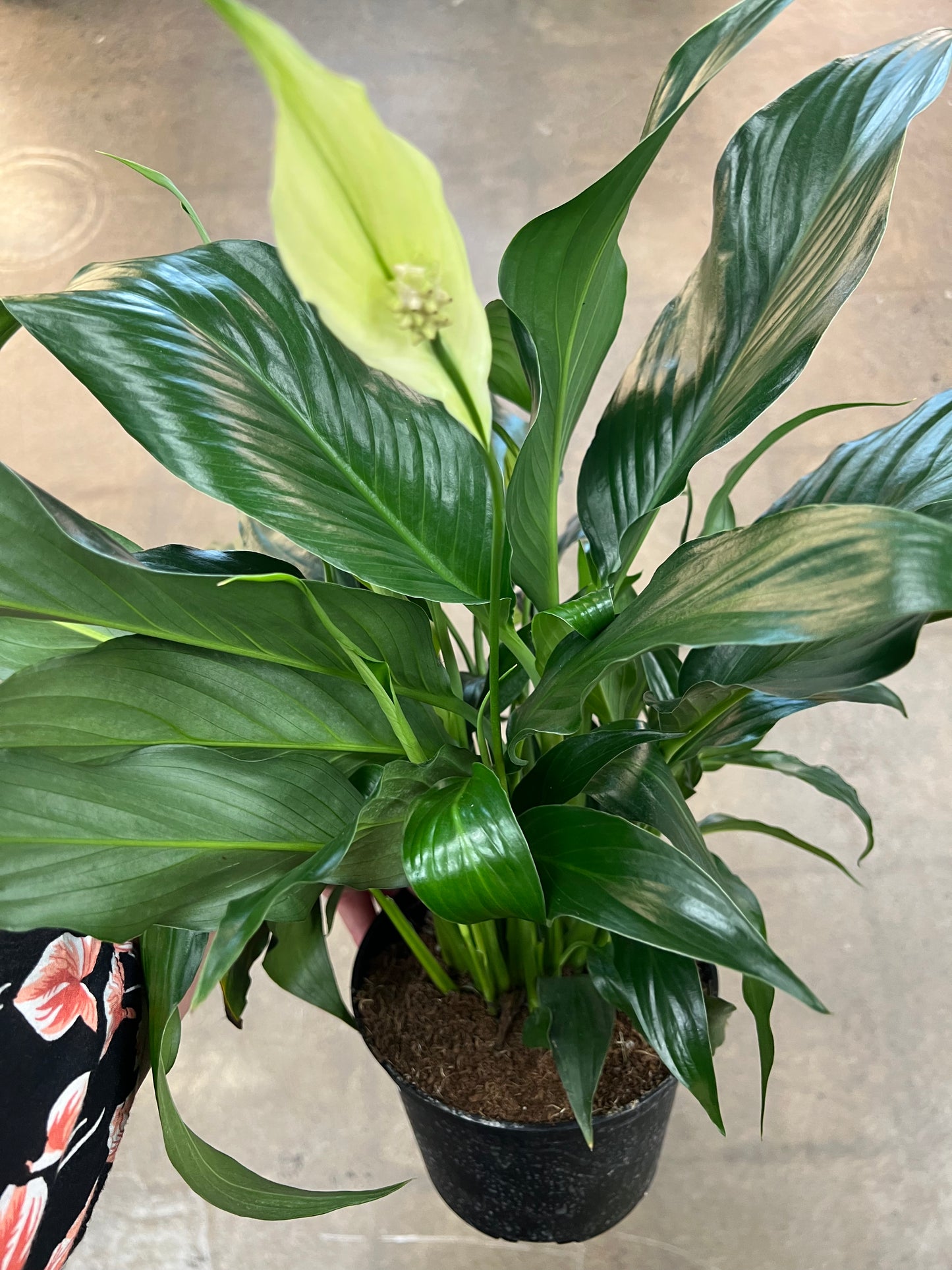 Spathiphyllum / Lis de Paix