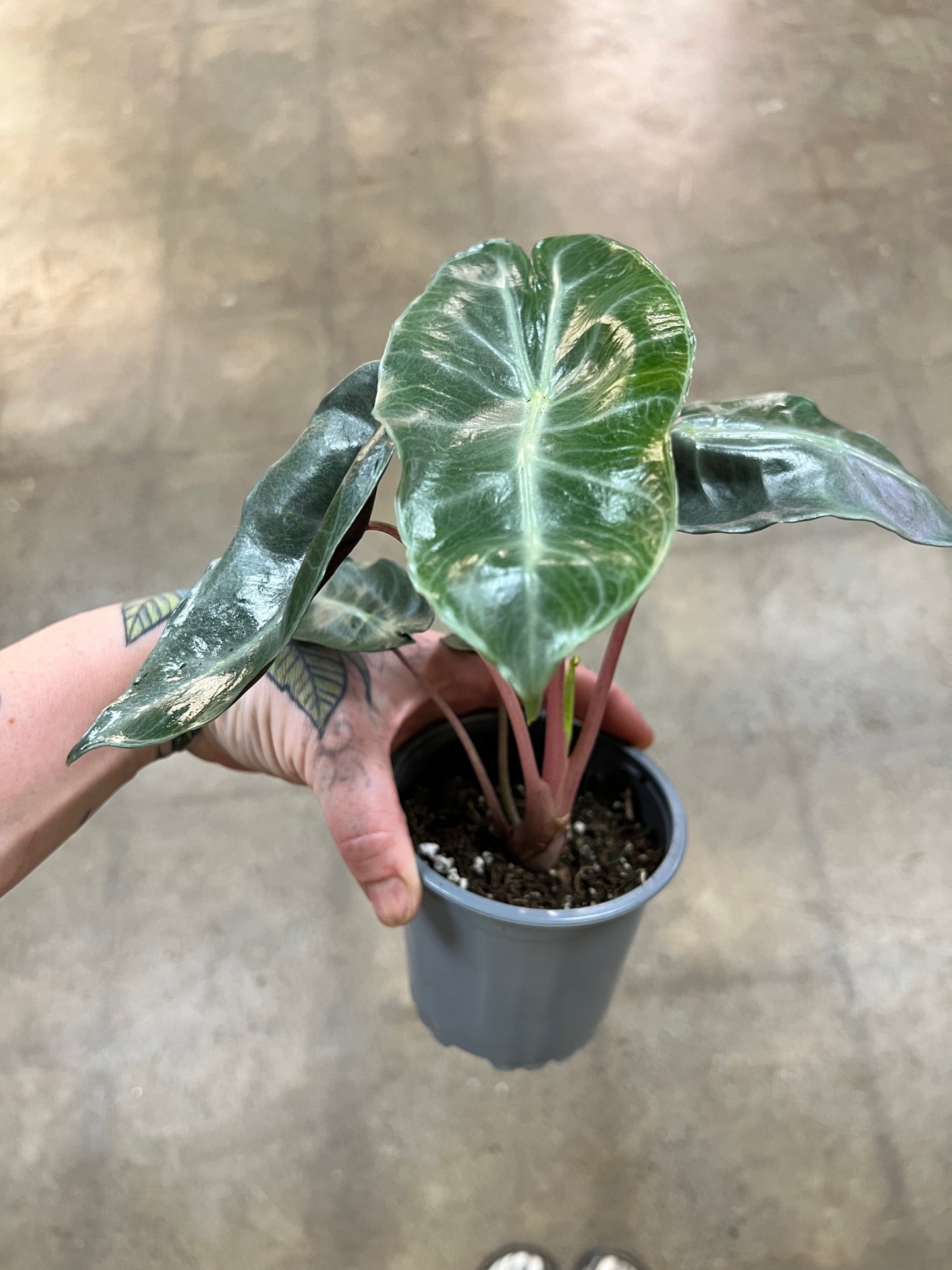 Alocasia Pink Princess