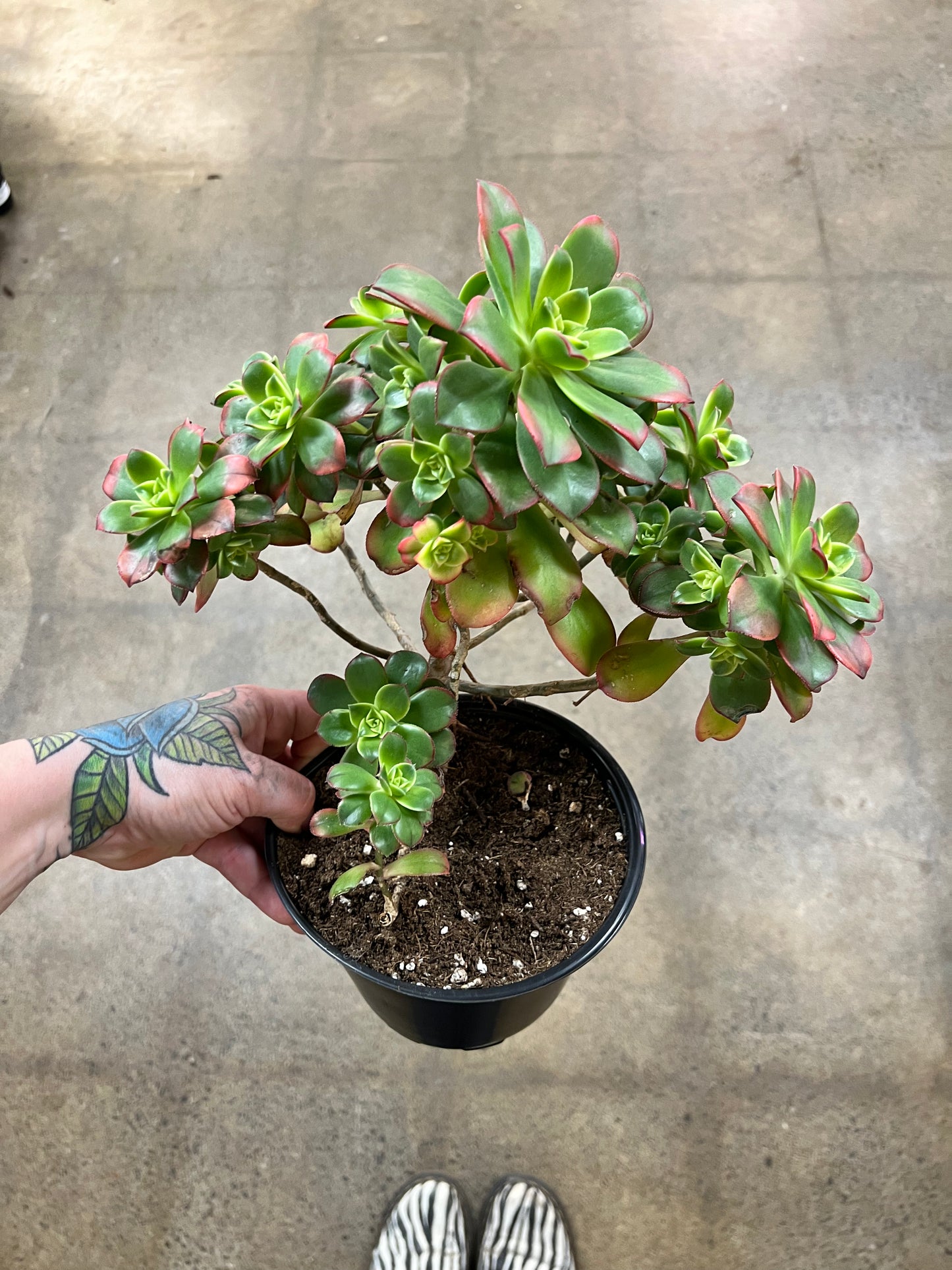 Aeonium Decorum Kiwi