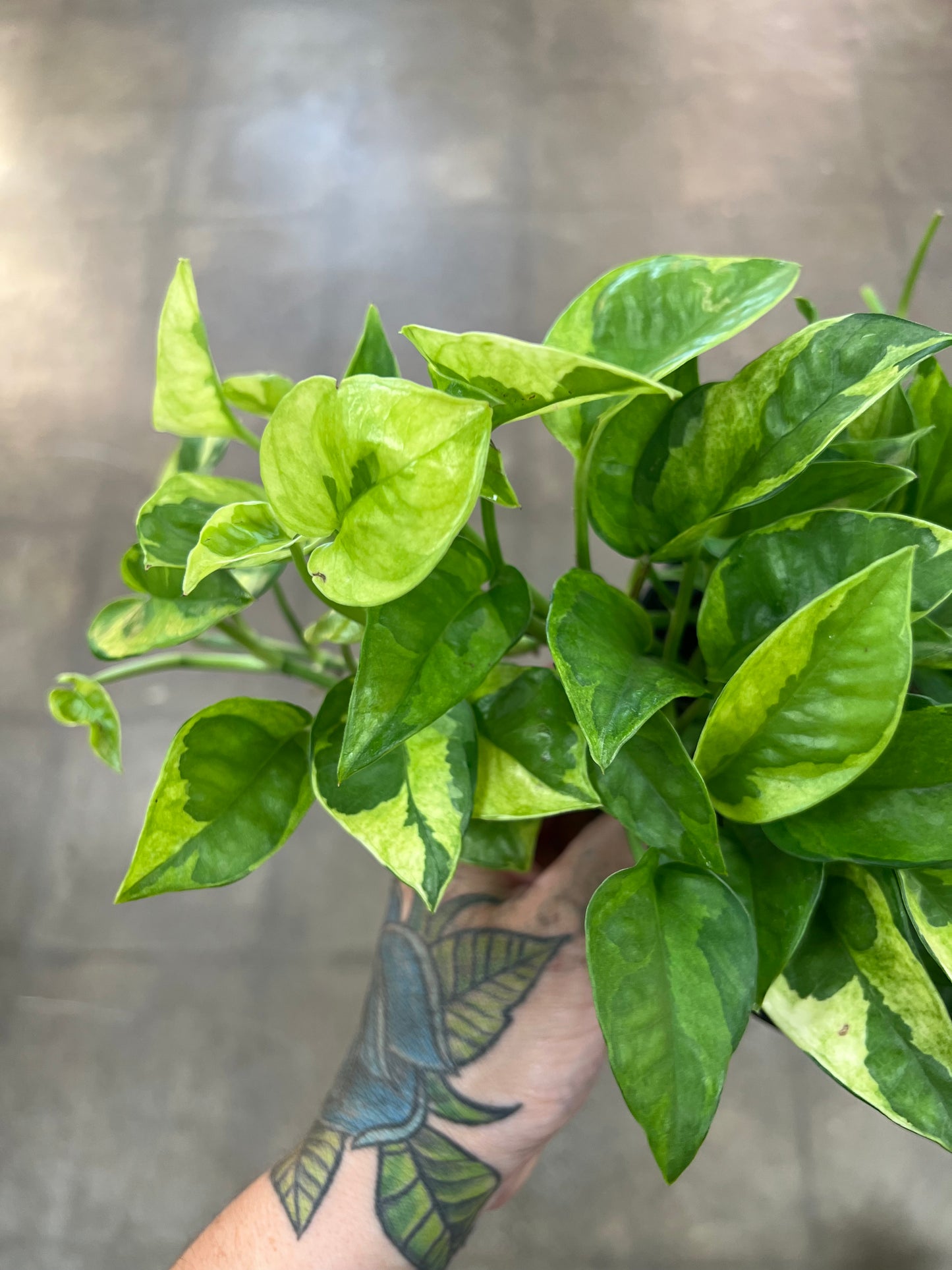 Pothos Lemon Meringue