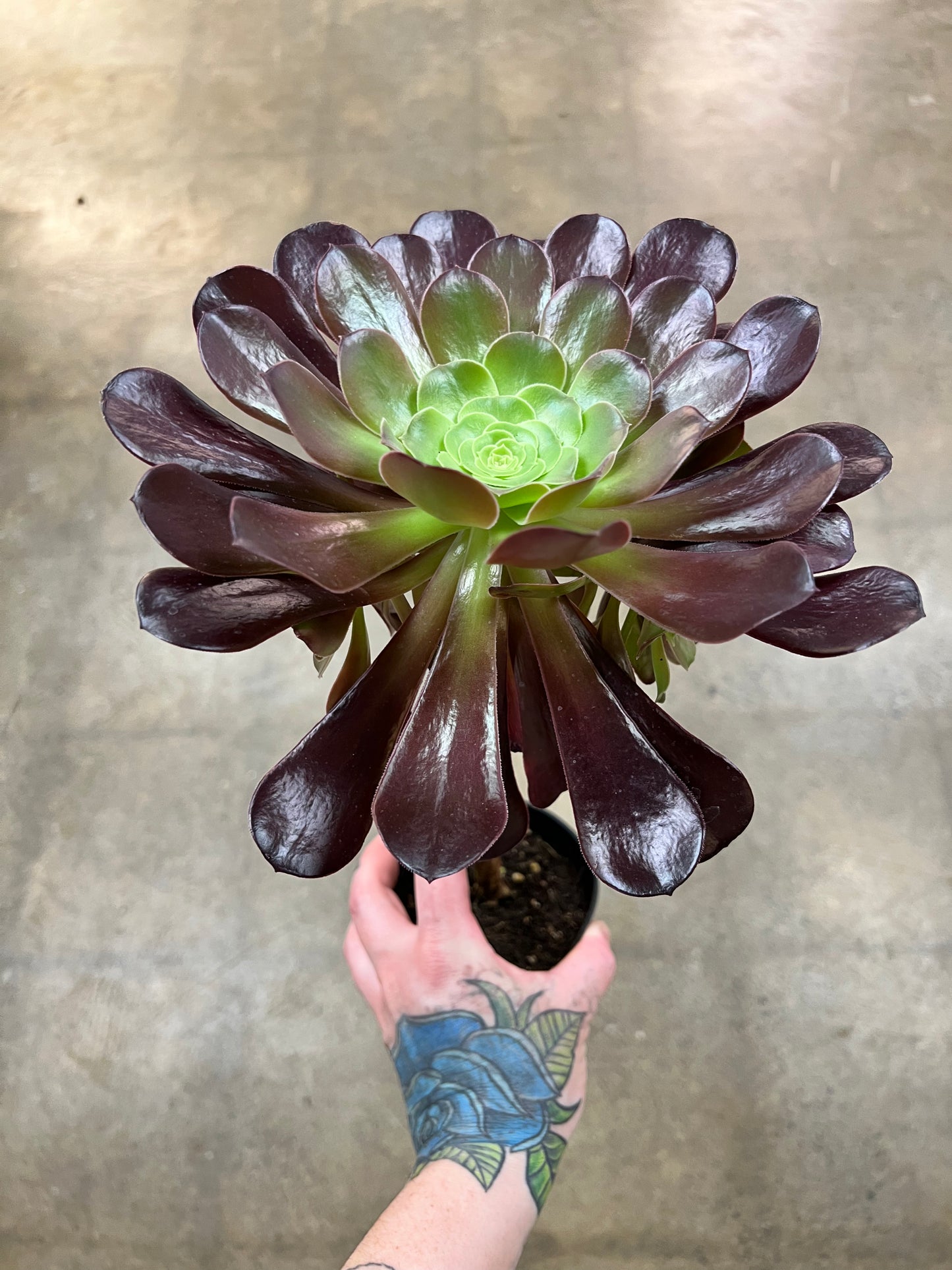 Aeonium Arboreum Velour