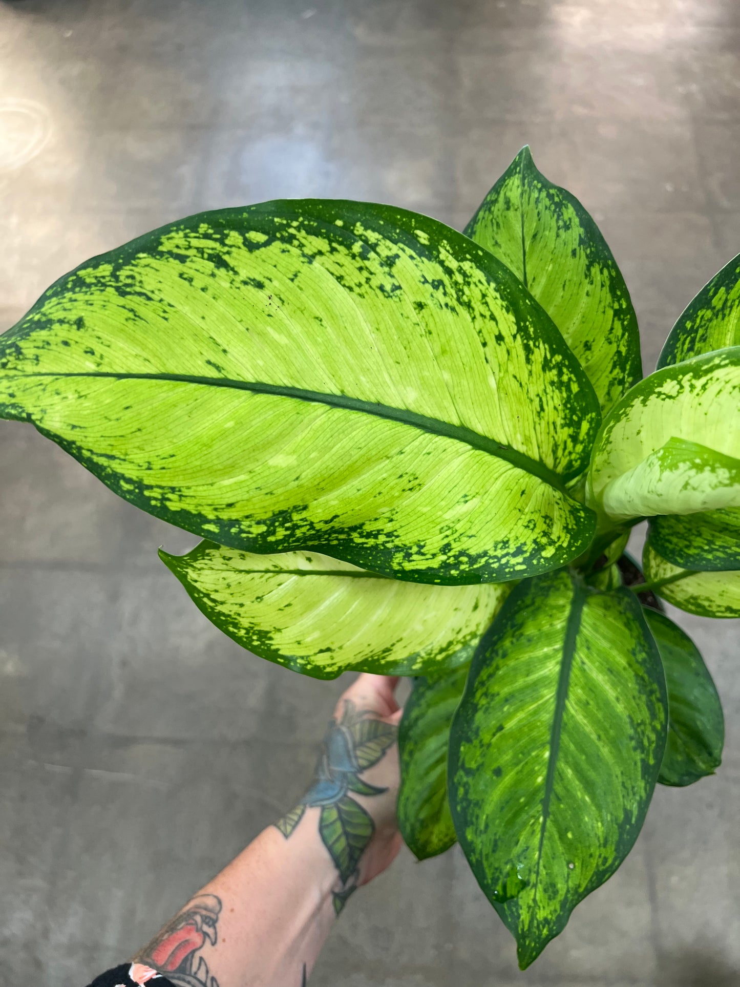 Dieffenbachia Mars