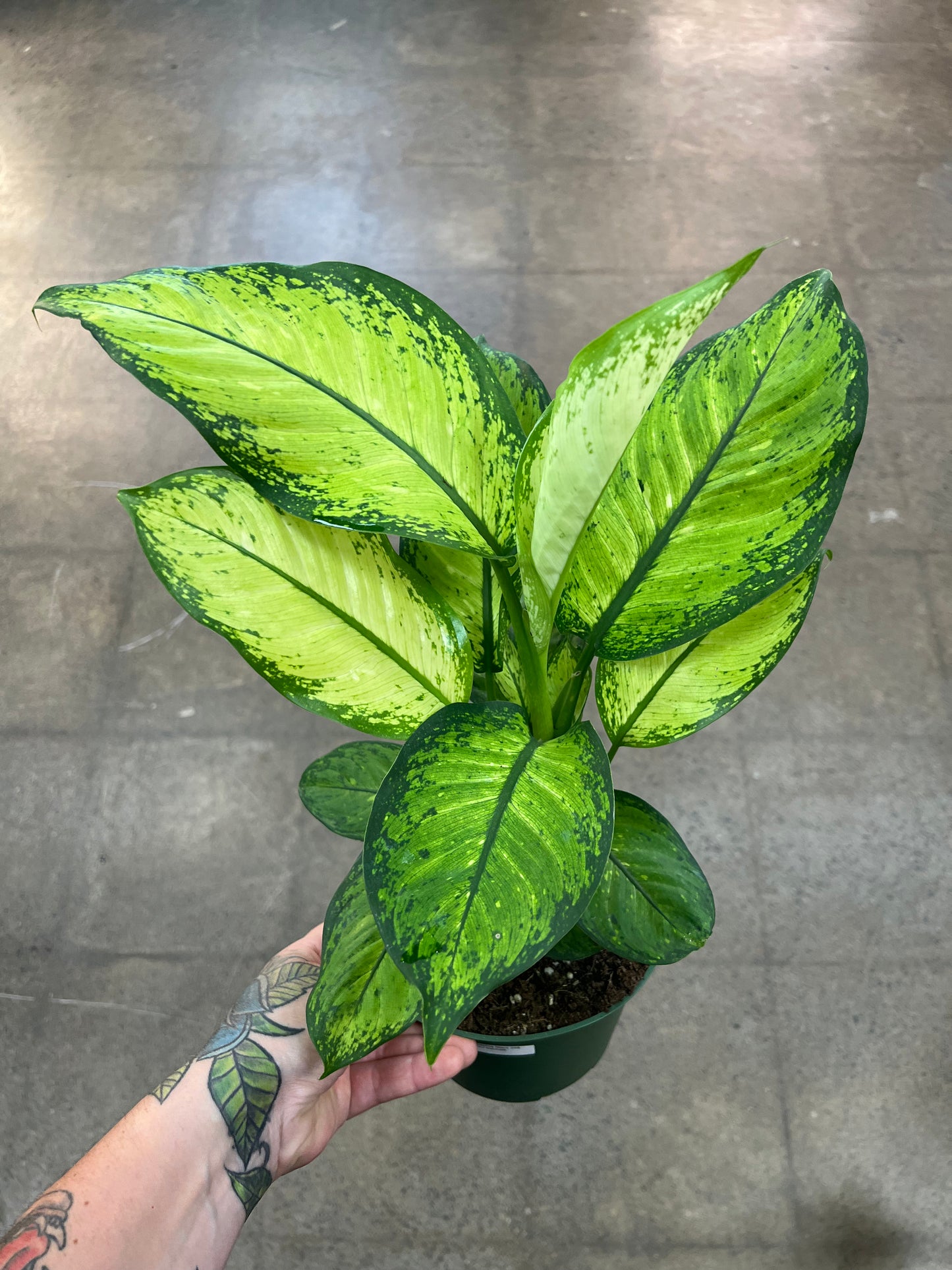 Dieffenbachia Mars