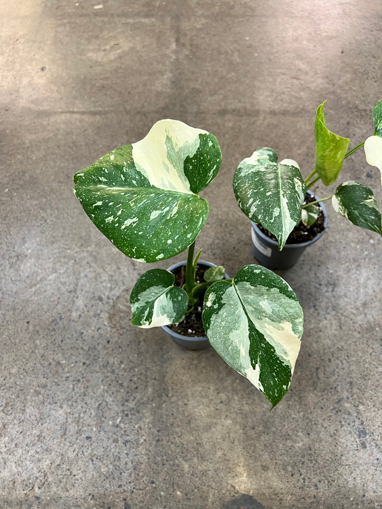 Monstera Thaï Constellation