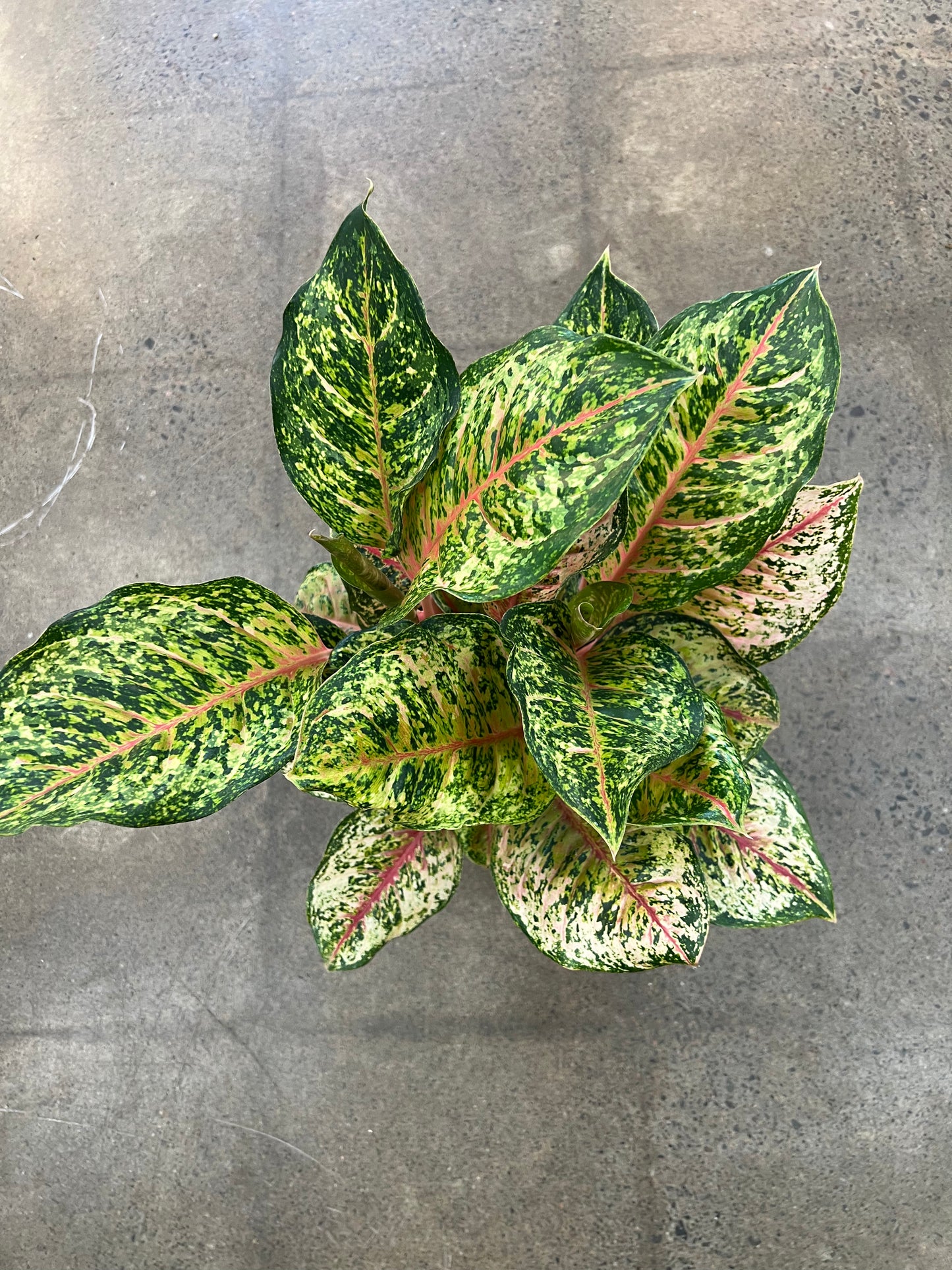 Aglaonema Green Squeezing Paradise