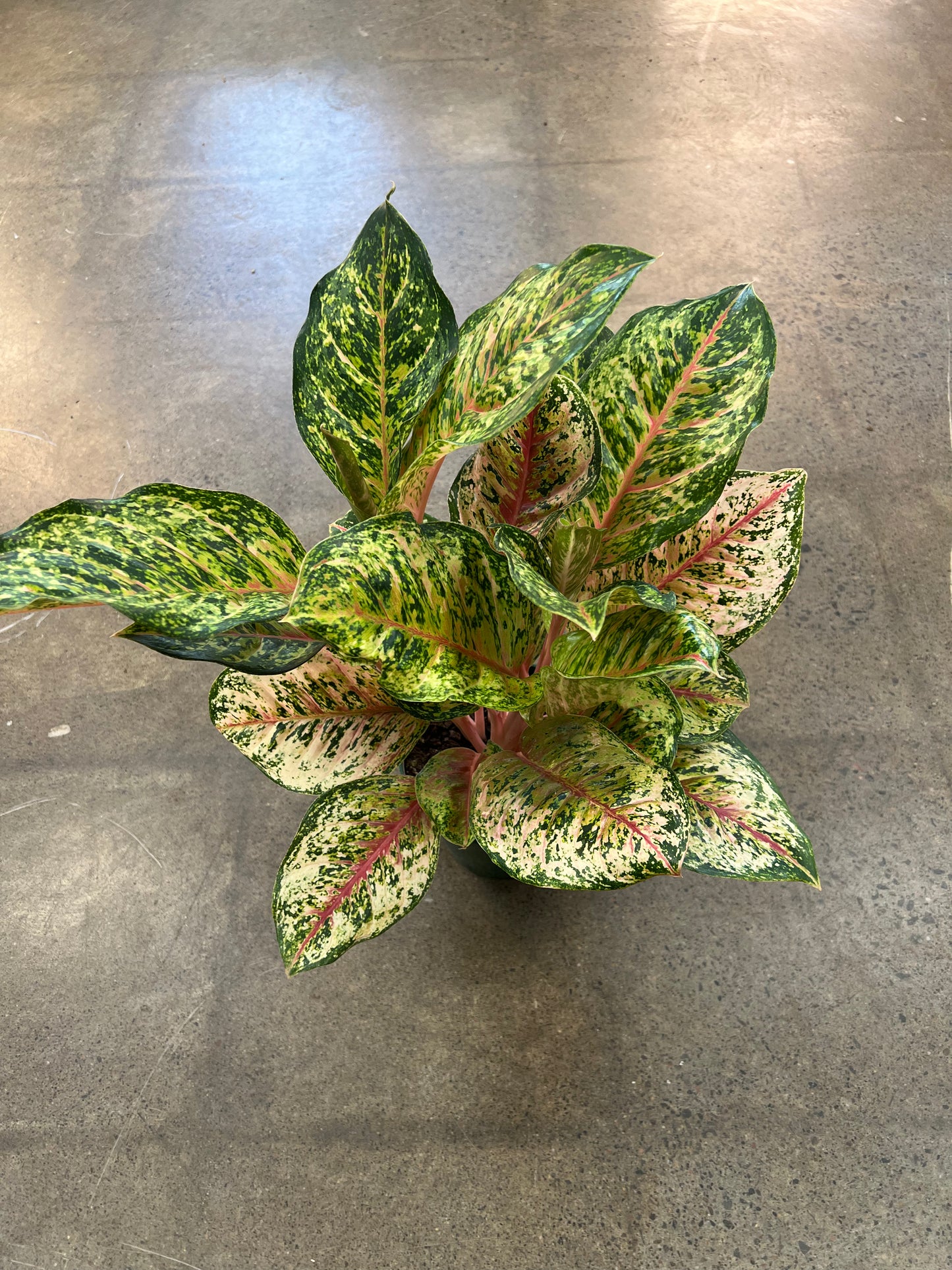 Aglaonema Green Squeezing Paradise