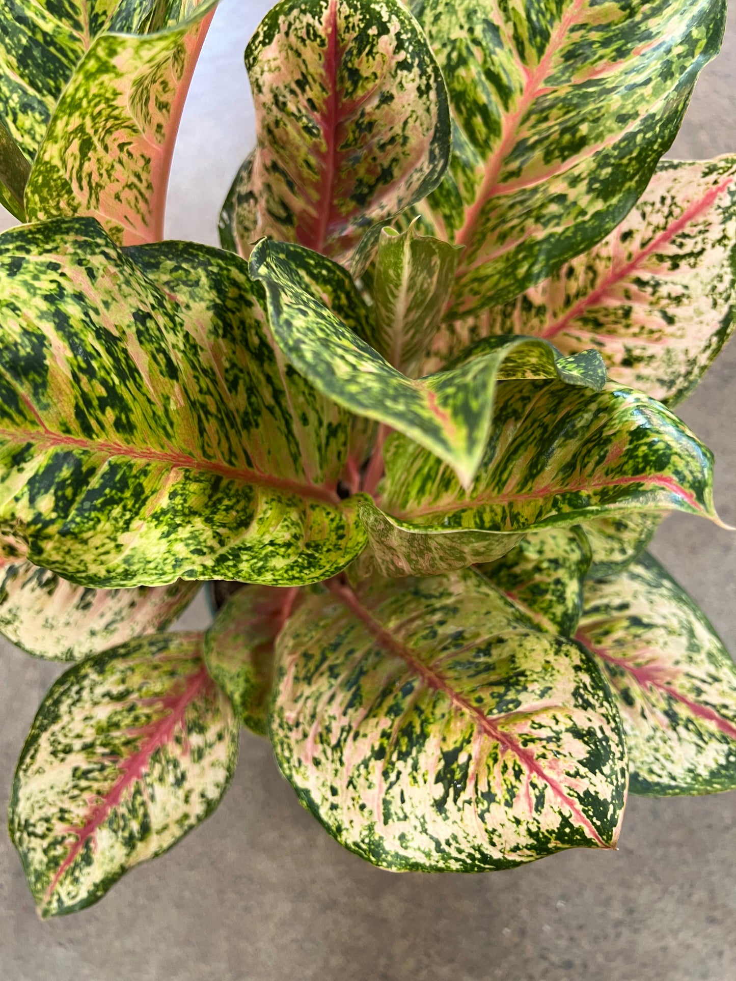 Aglaonema Green Squeezing Paradise