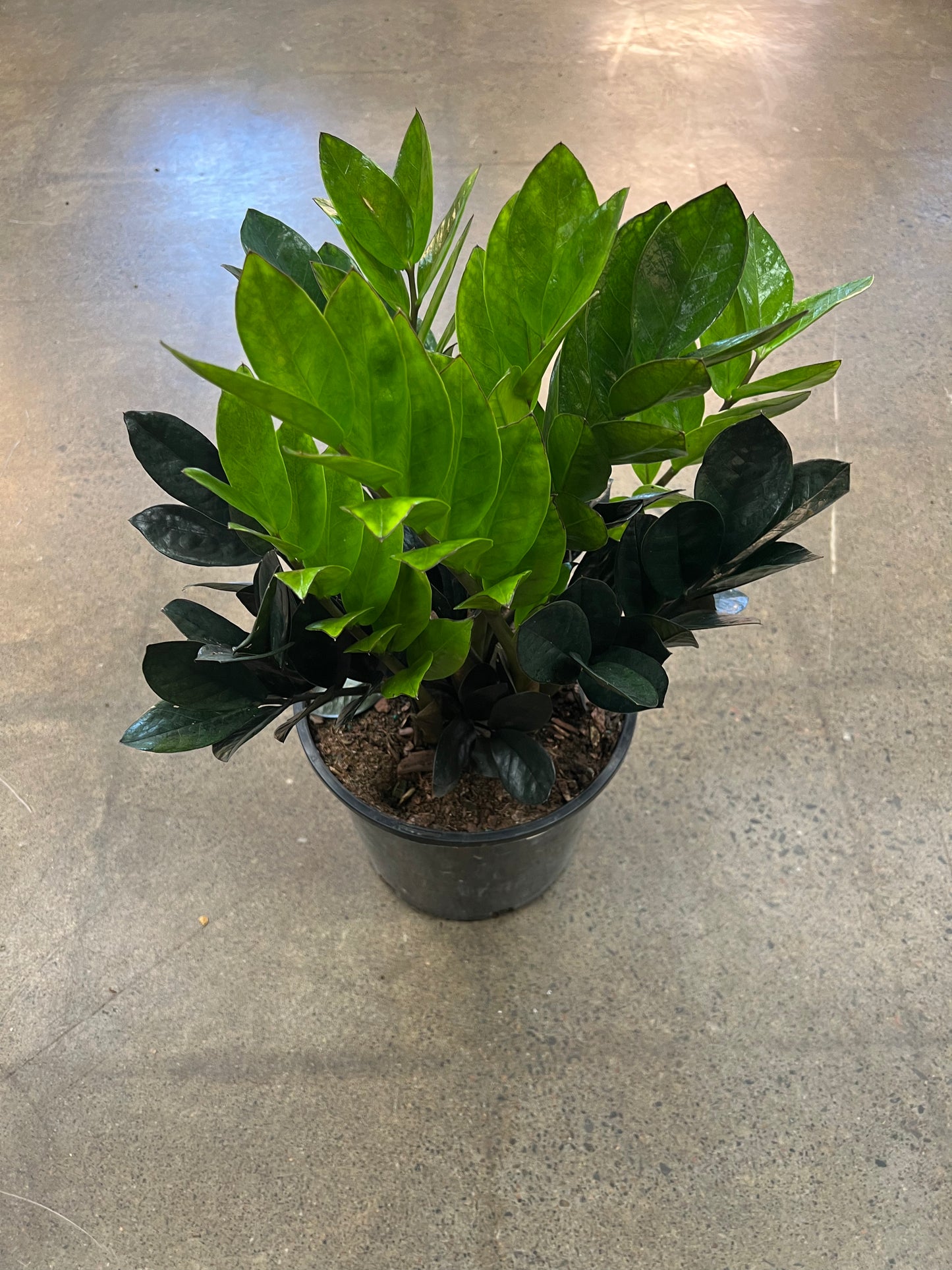 Zamioculcas Zamifolia Raven