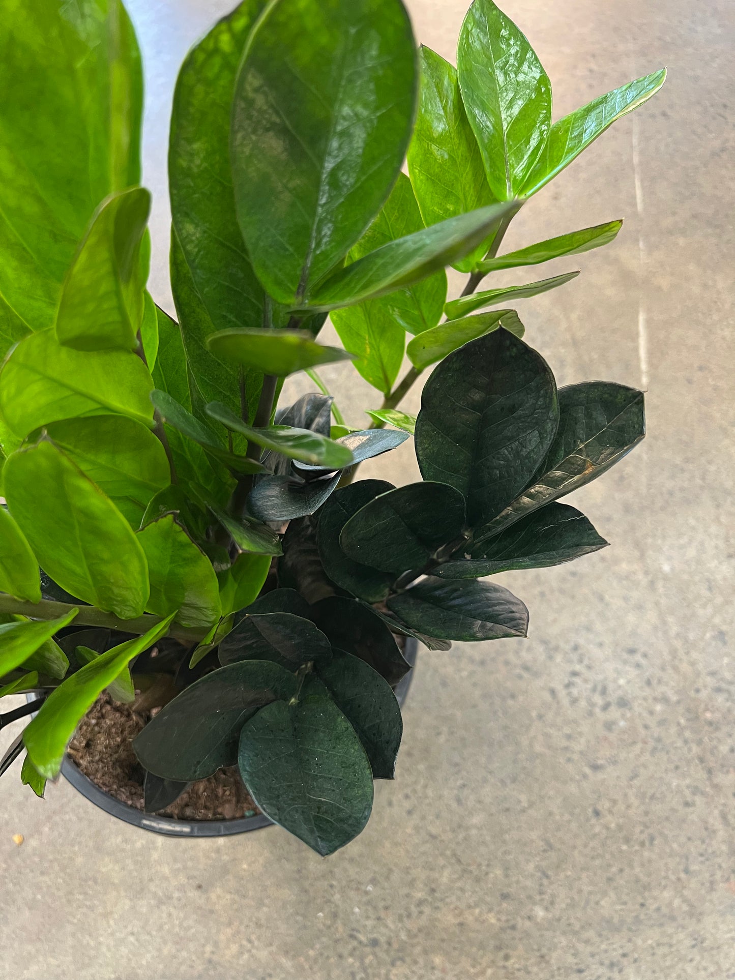 Zamioculcas Zamifolia Raven
