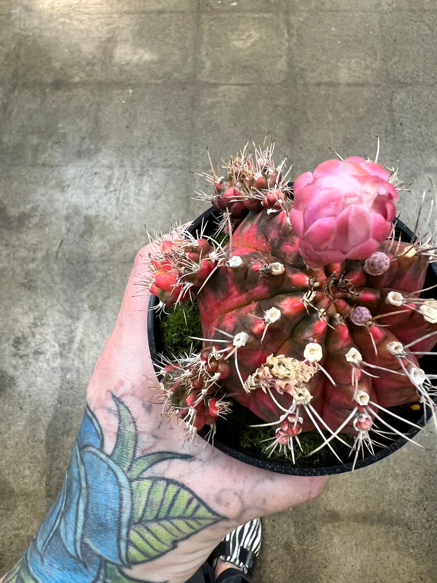 Gymnocalycium Mihanovichii Variegated