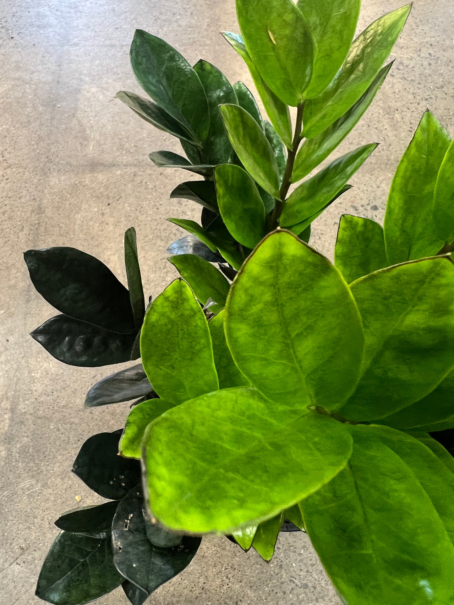 Zamioculcas Zamifolia Raven