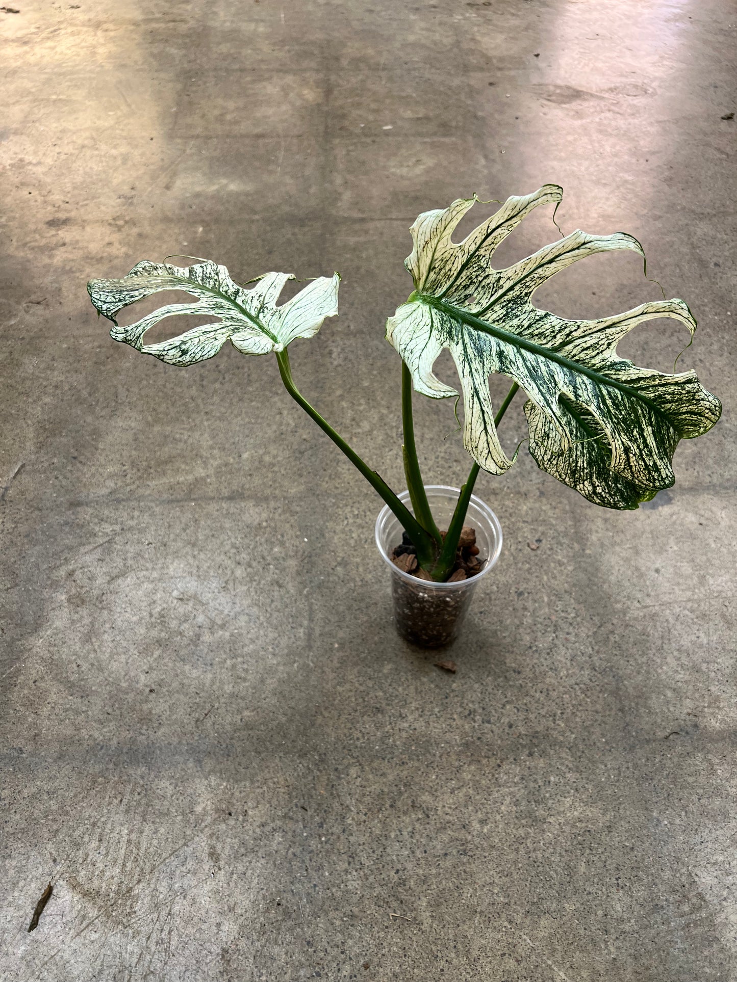 Monstera Devil Monster