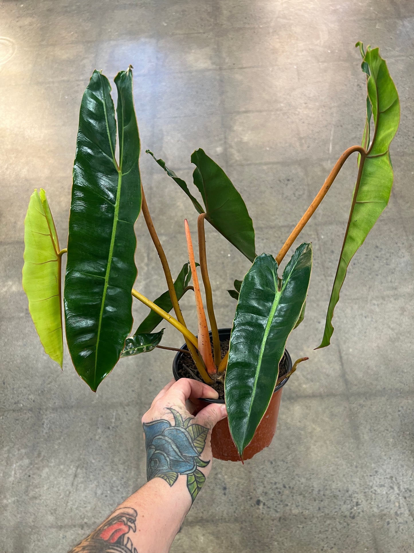 Philodendron Billitiae
