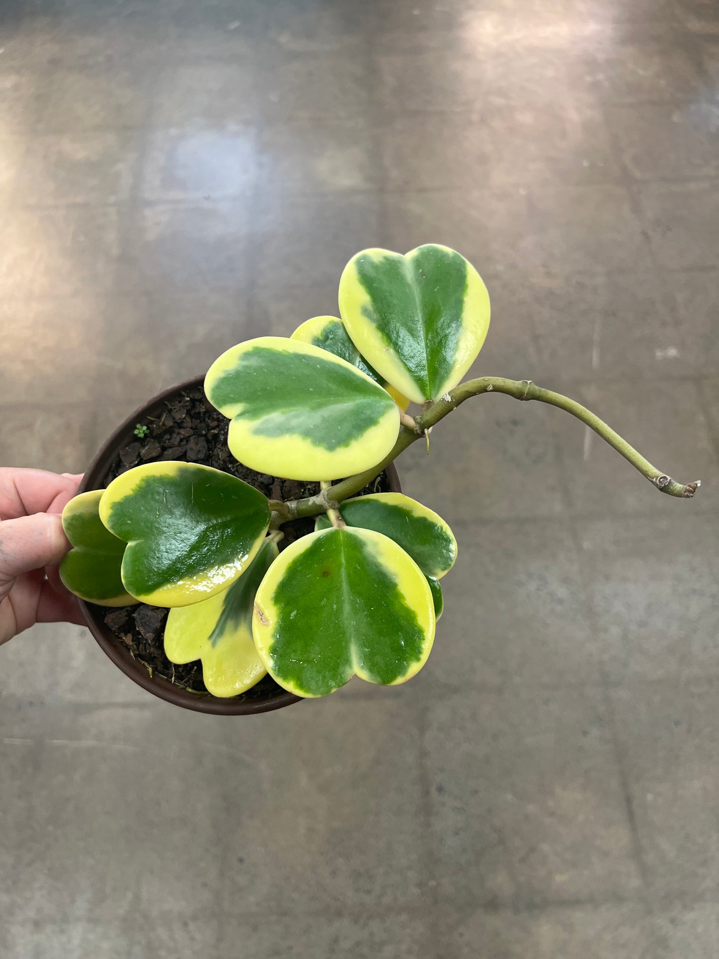Hoya Kerri Variegated