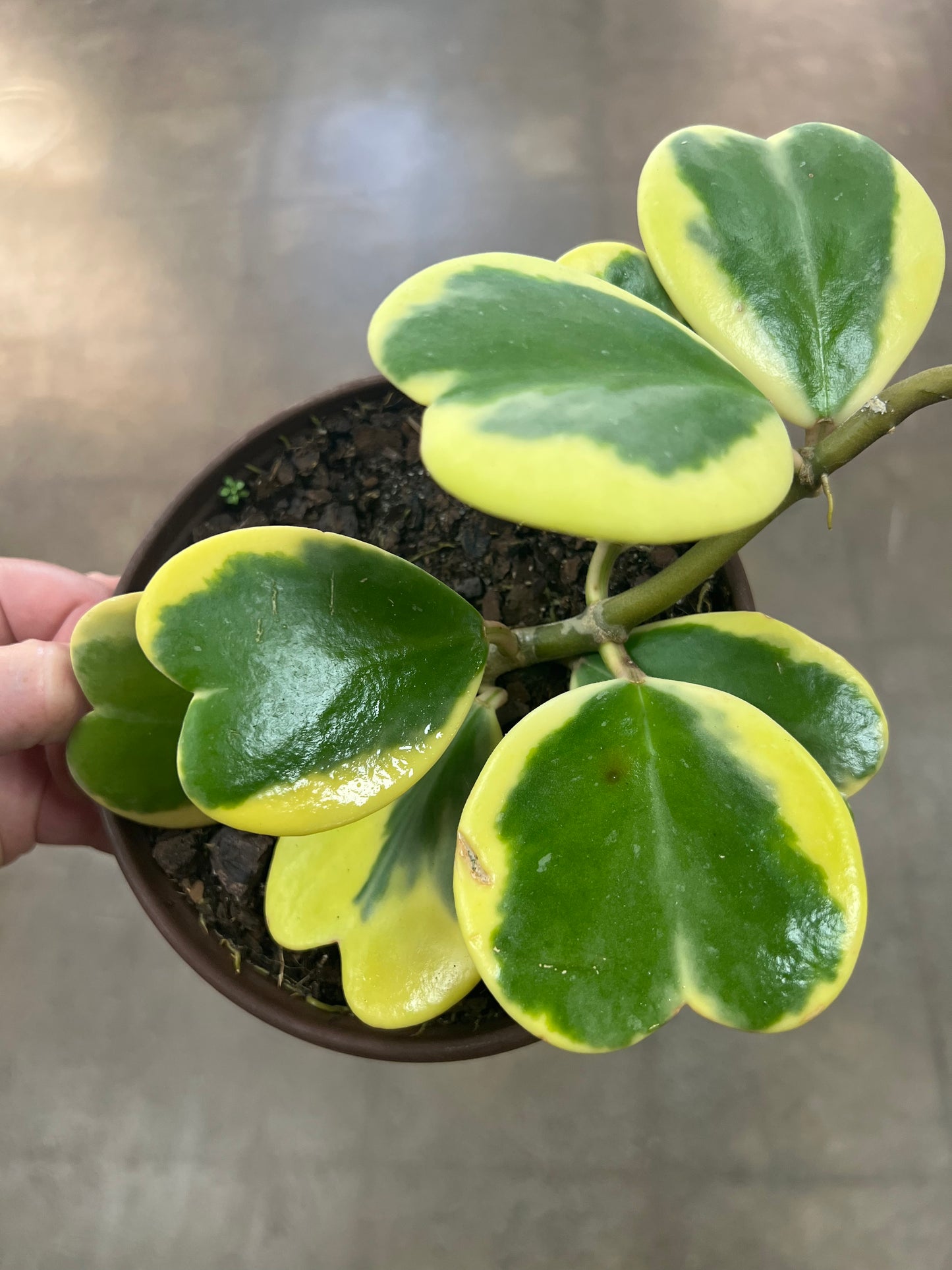 Hoya Kerri Variegated