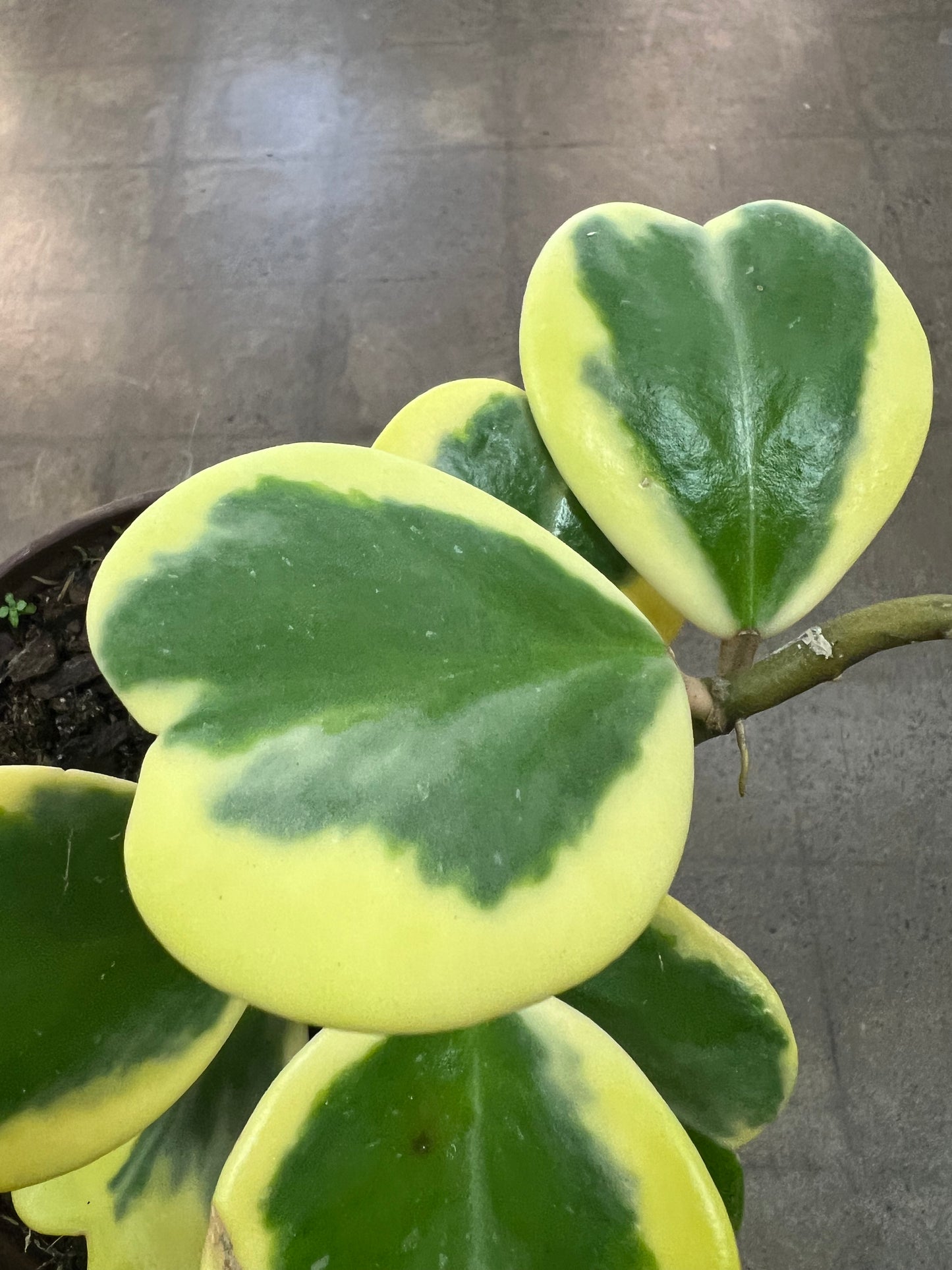 Hoya Kerri Variegated