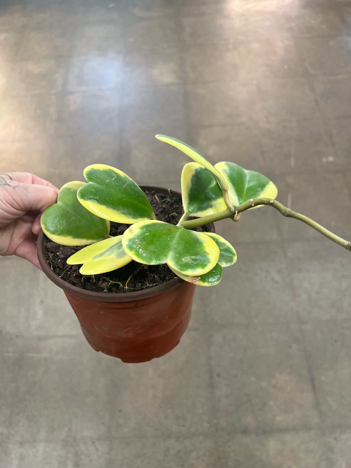 Hoya Kerri Variegated
