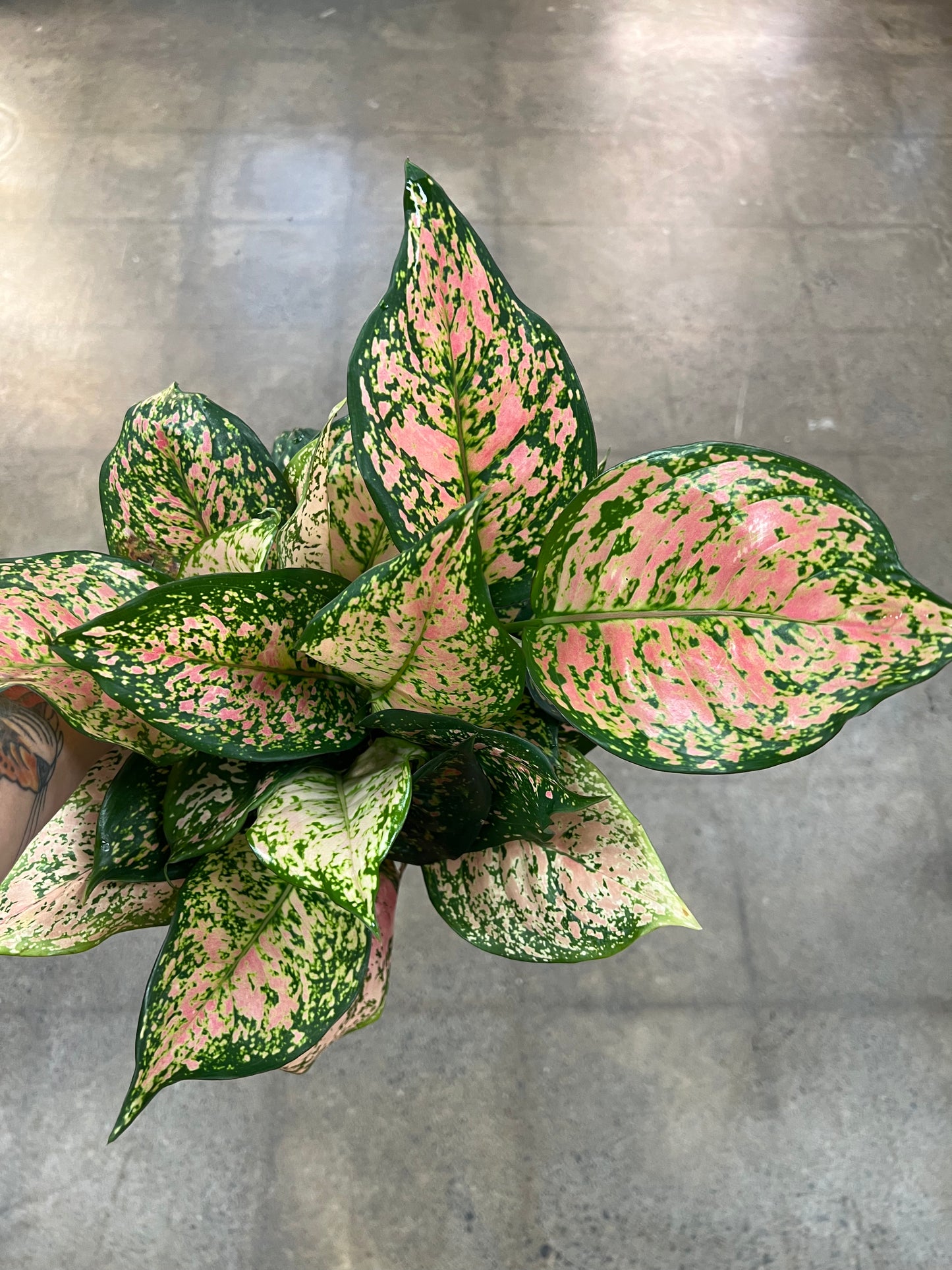 Aglaonema Pink Valentine