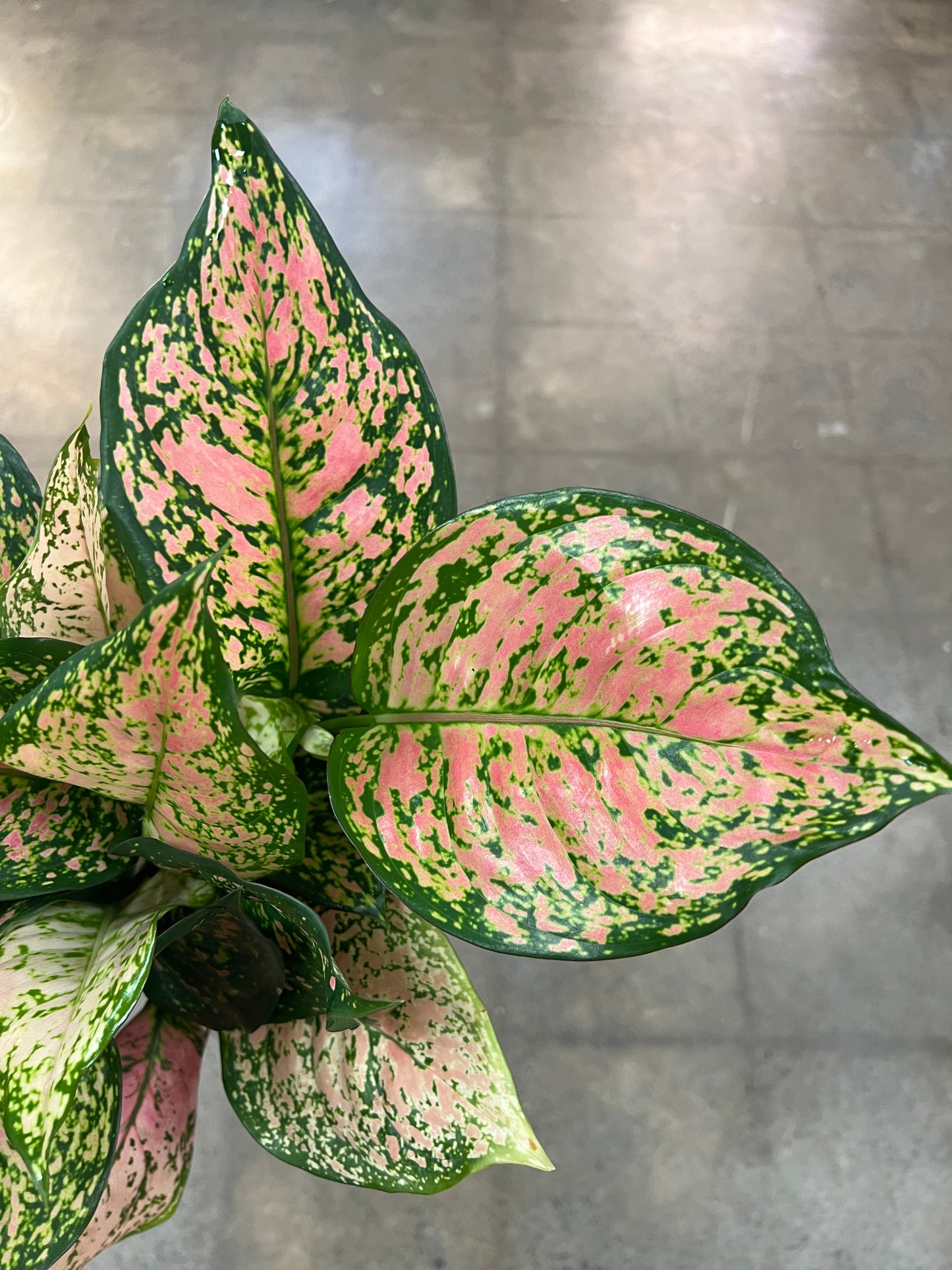 Aglaonema Pink Valentine