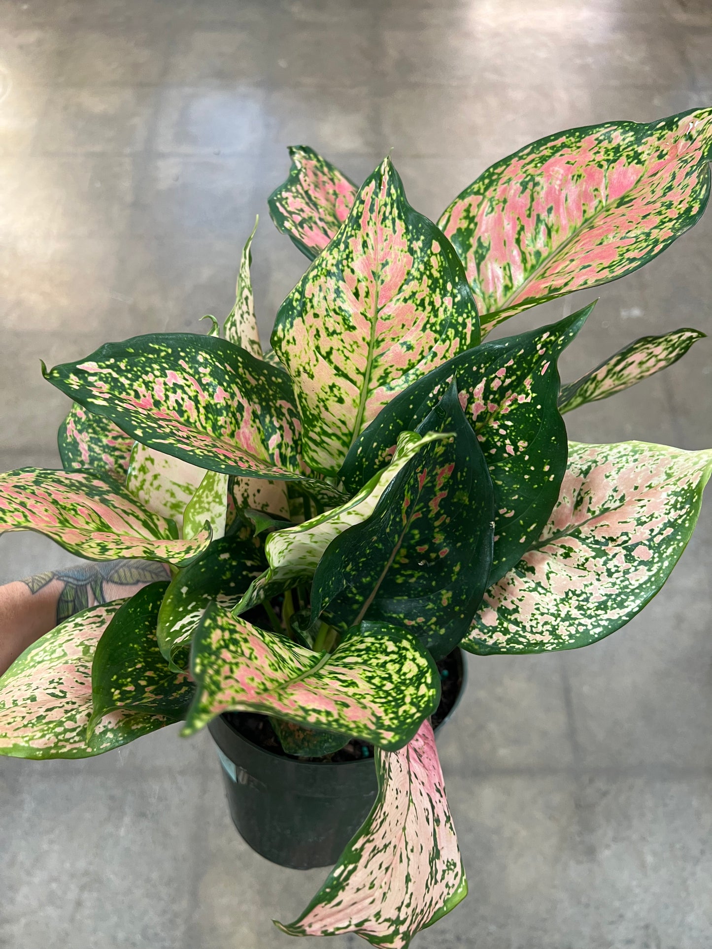 Aglaonema Pink Valentine