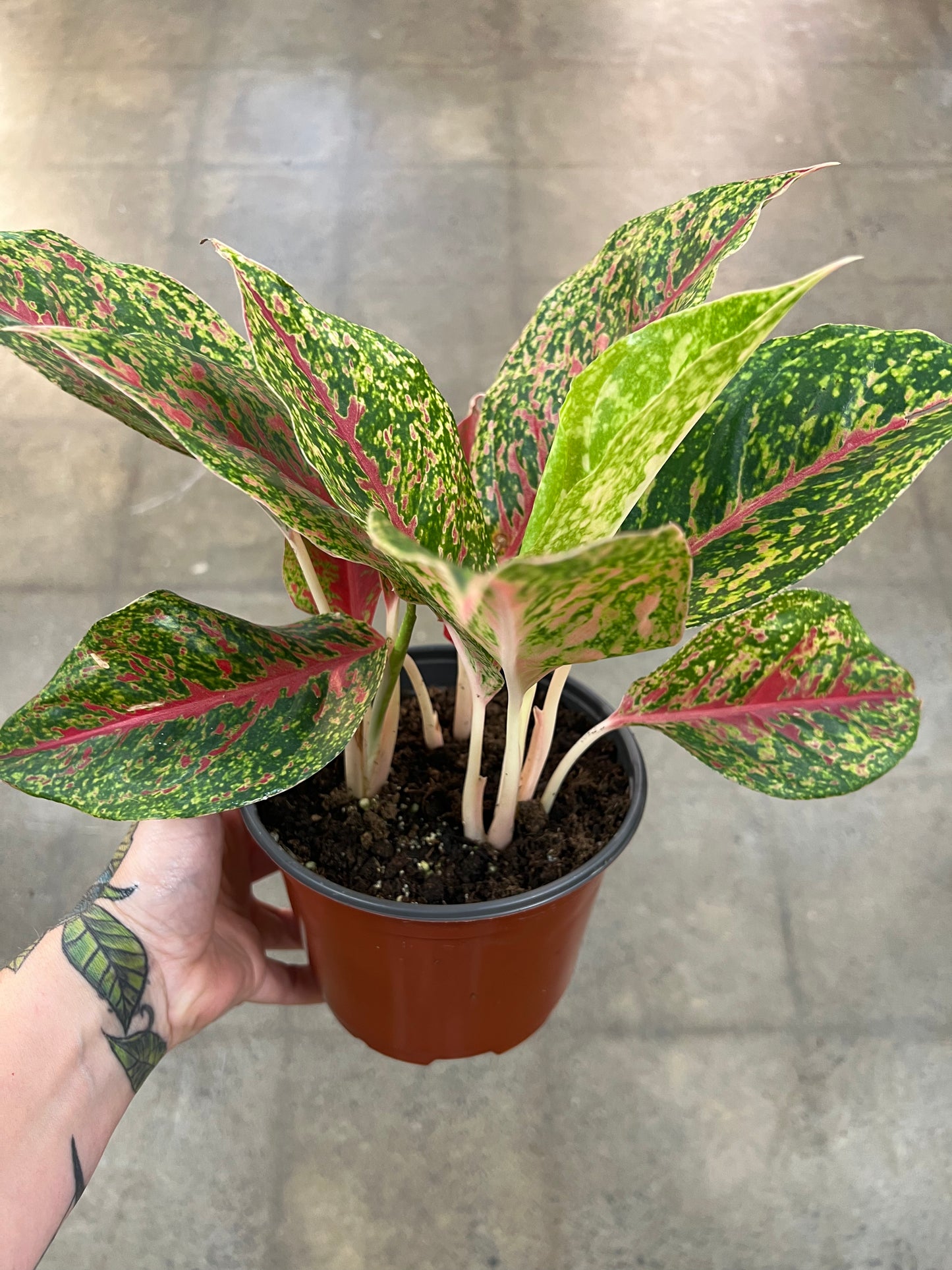 Aglaonema Night Sparkle