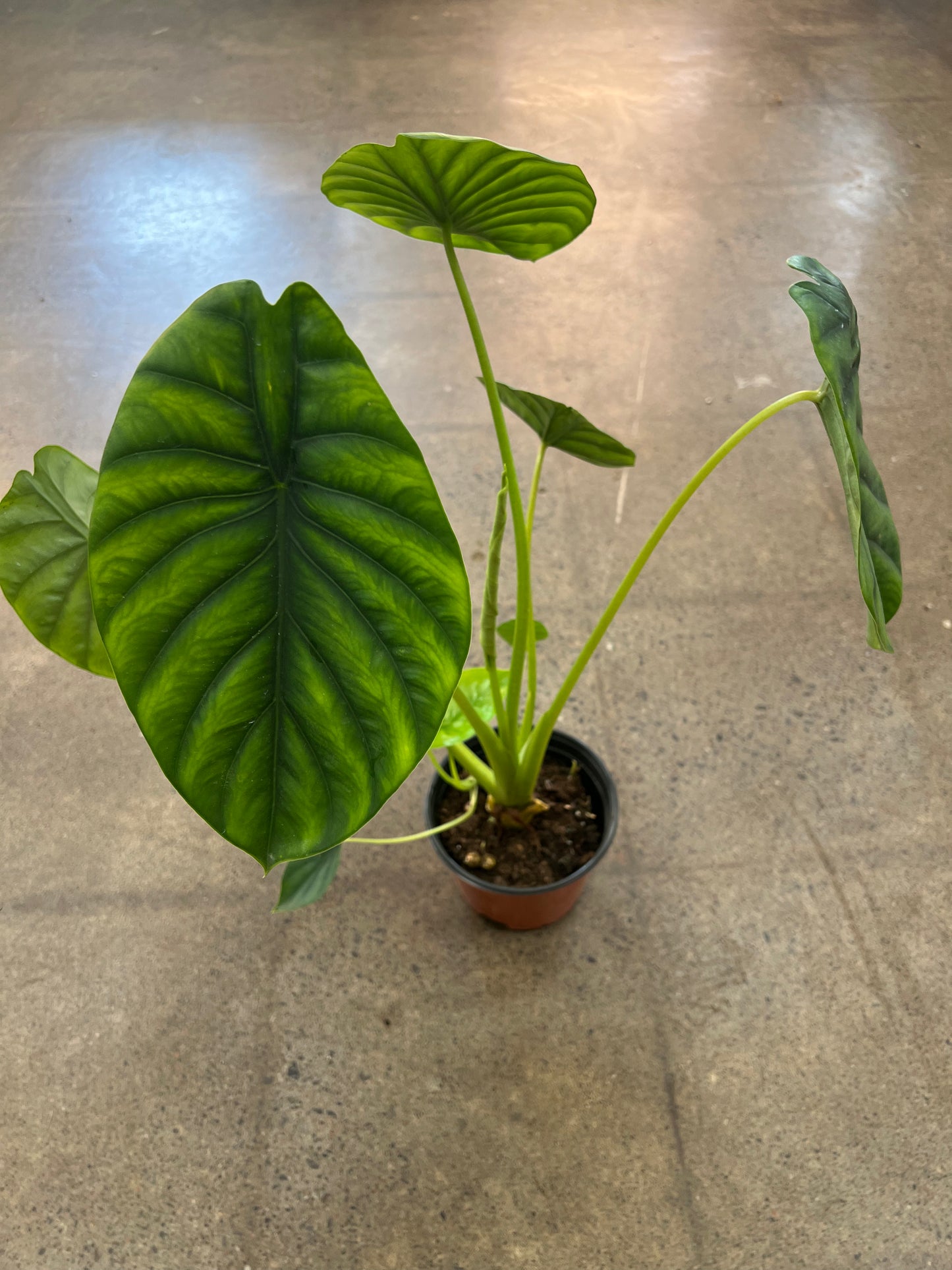Alocasia Green Shield