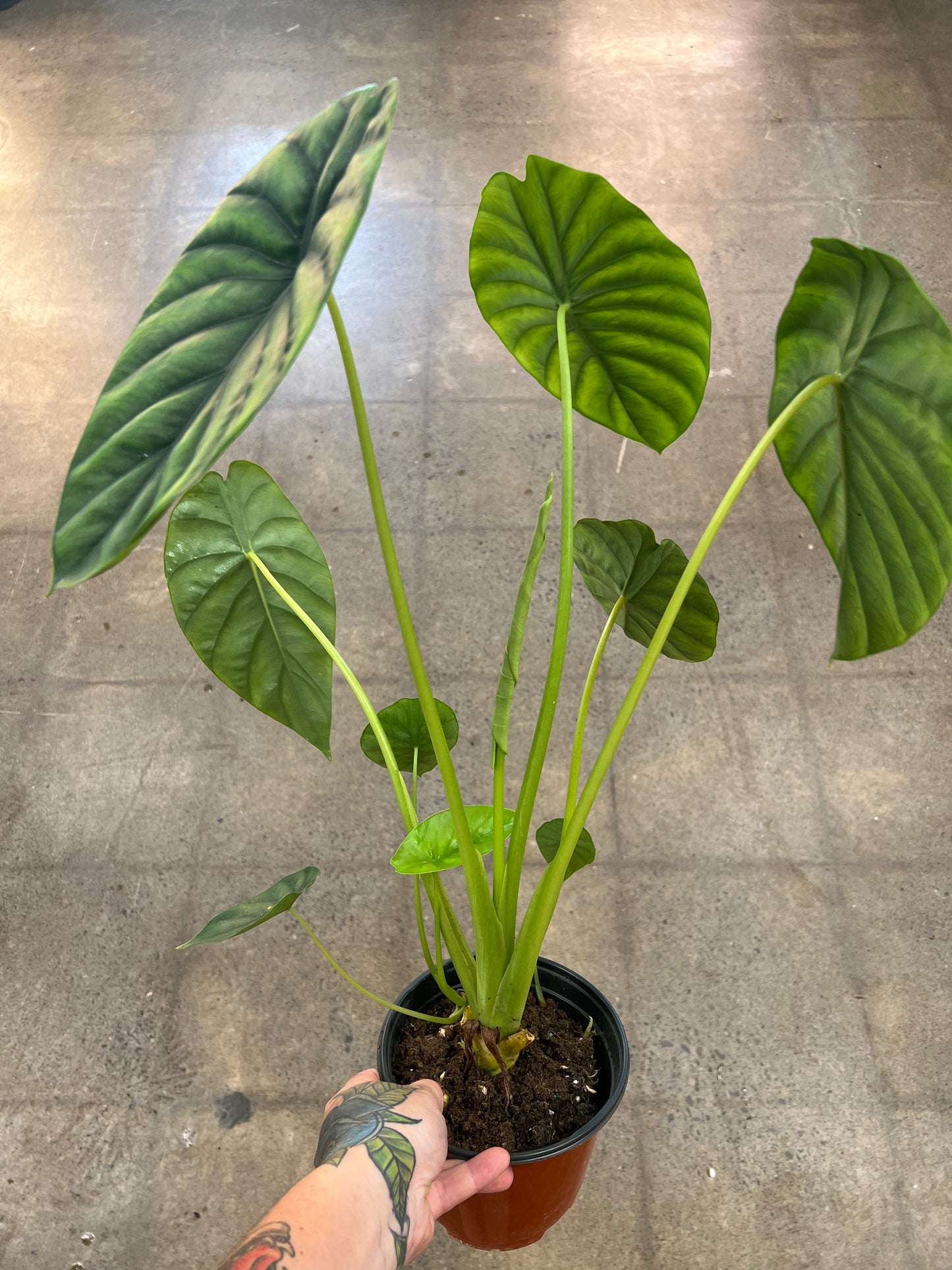 Alocasia Green Shield