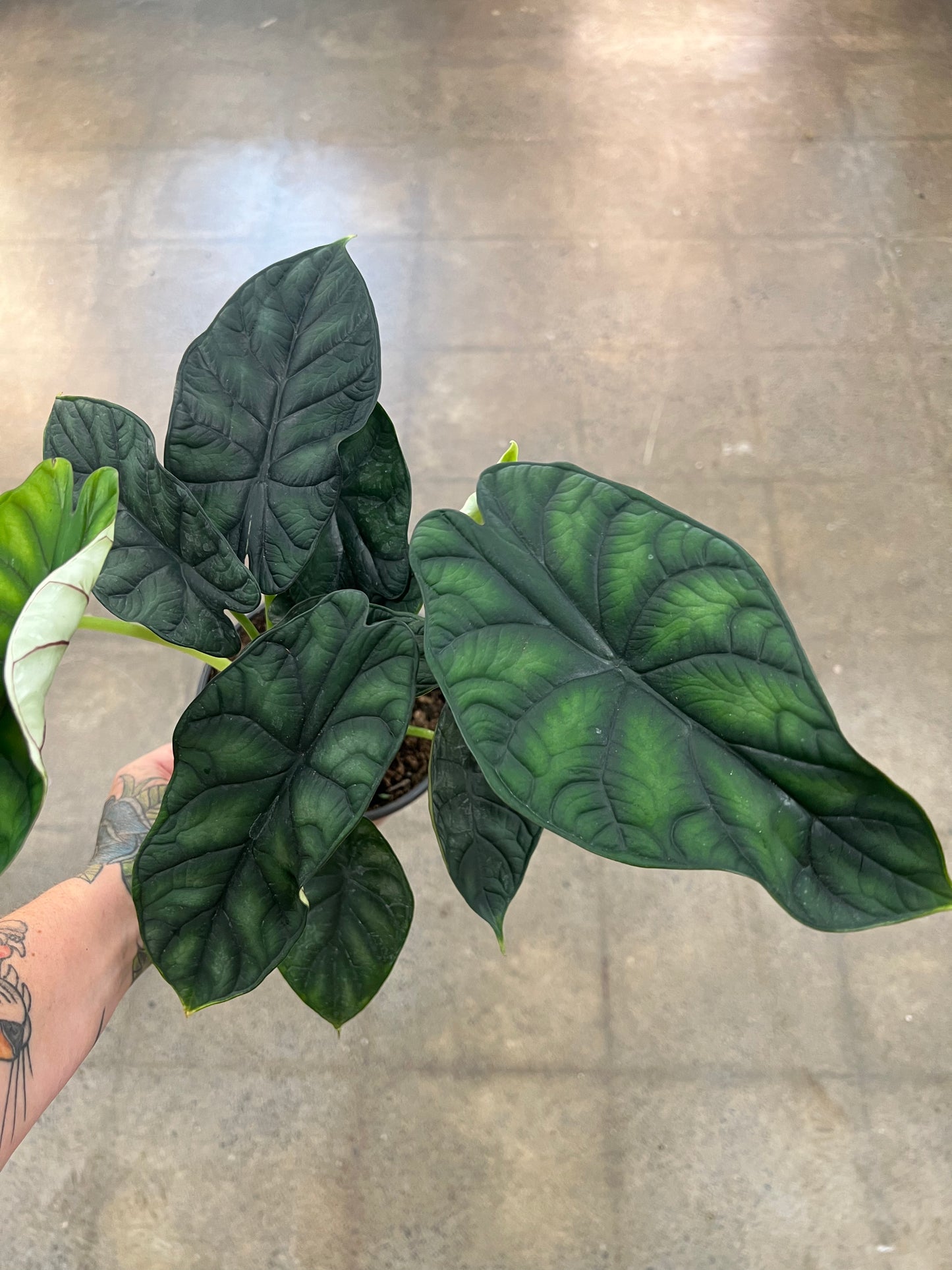 Alocasia Dewey's Reversa