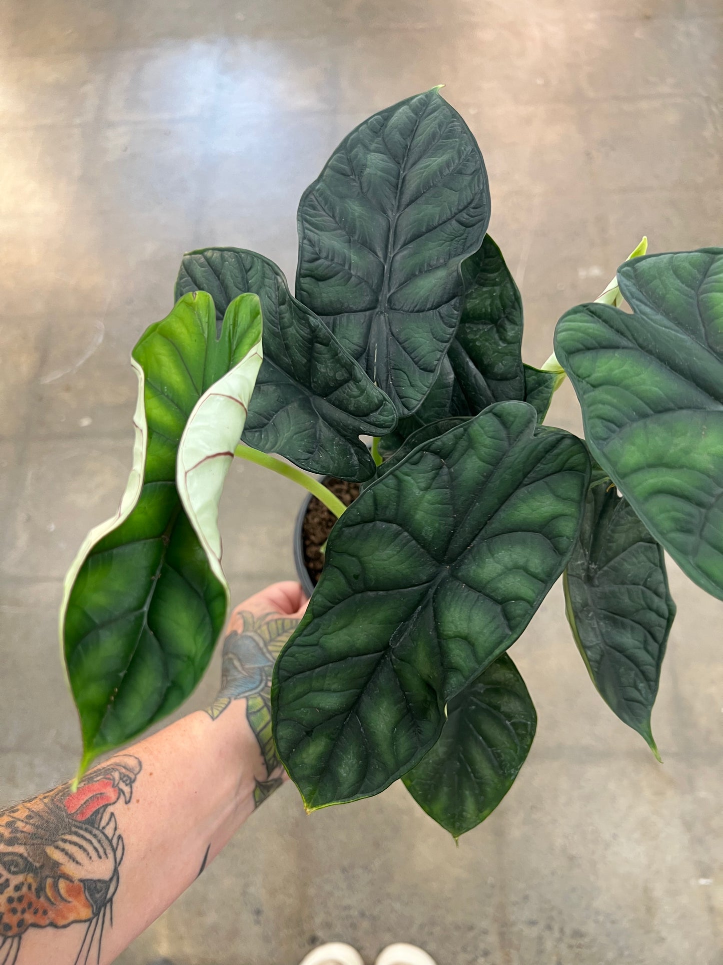 Alocasia Dewey's Reversa