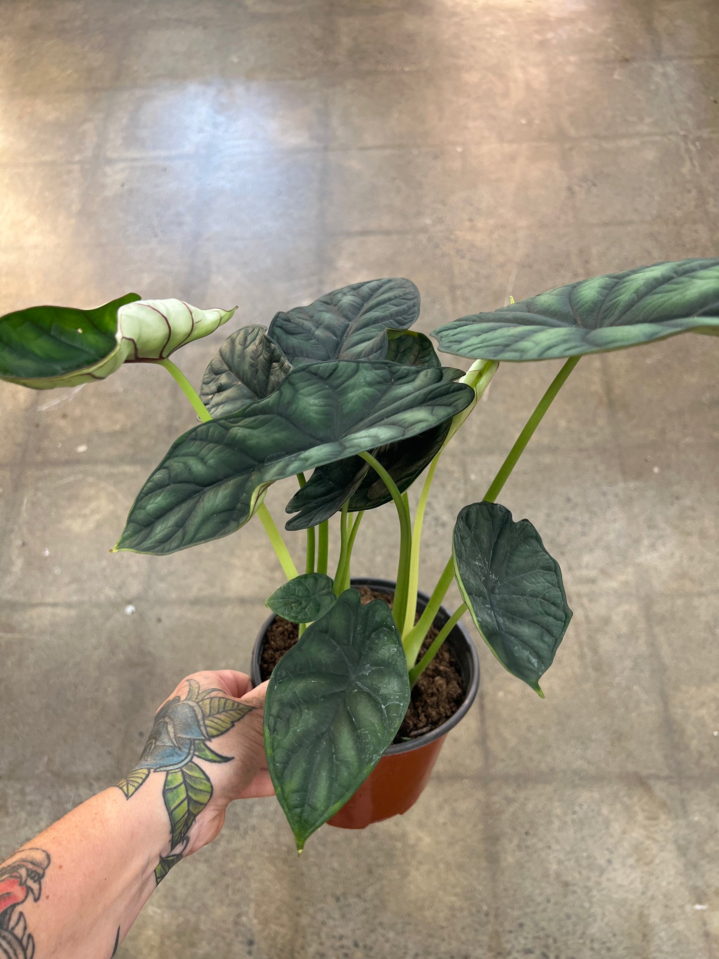 Alocasia Dewey's Reversa