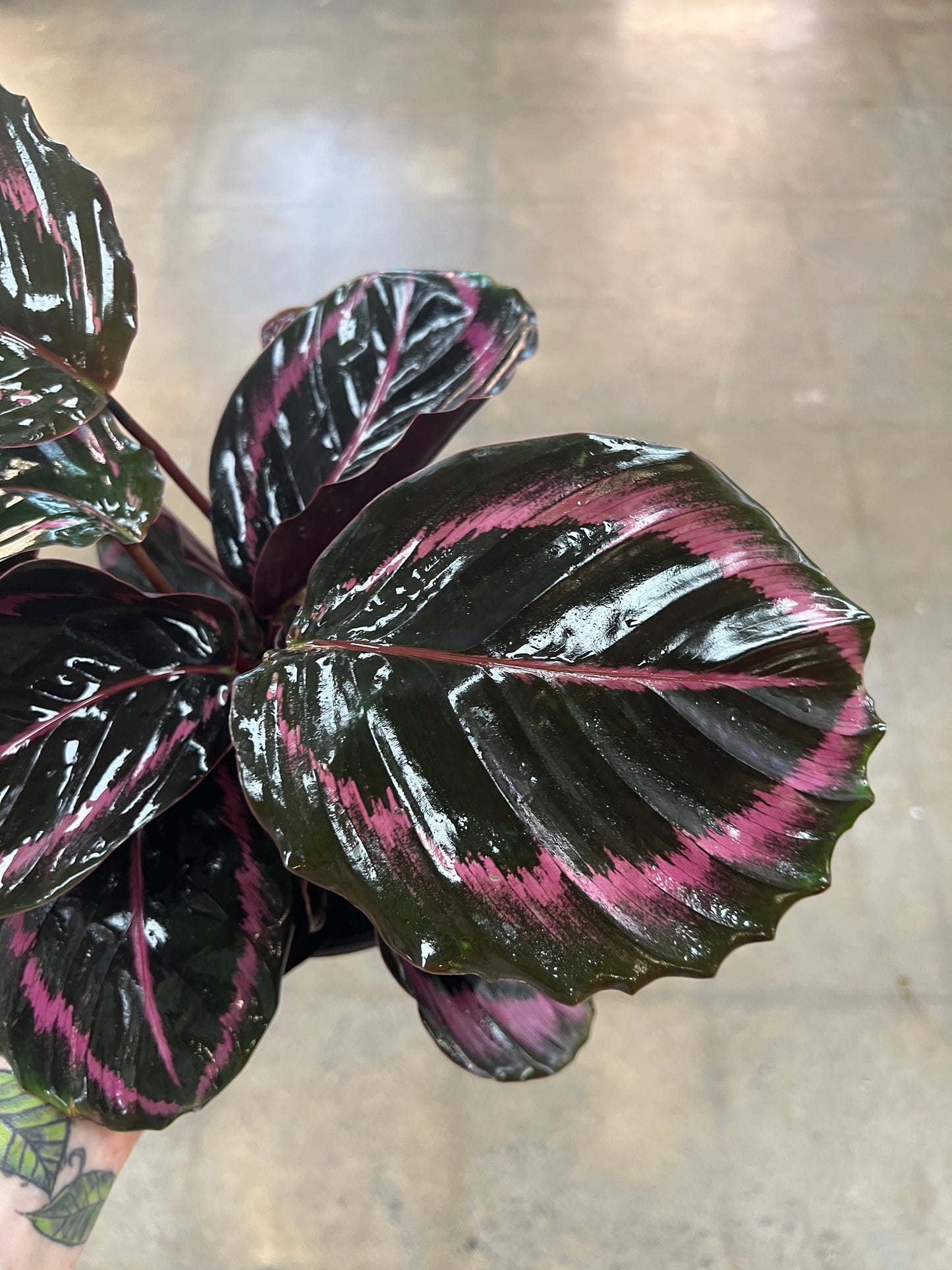 Calathea Princess Jessie