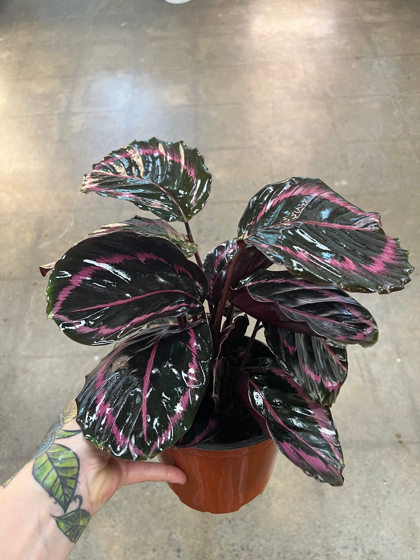 Calathea Princess Jessie